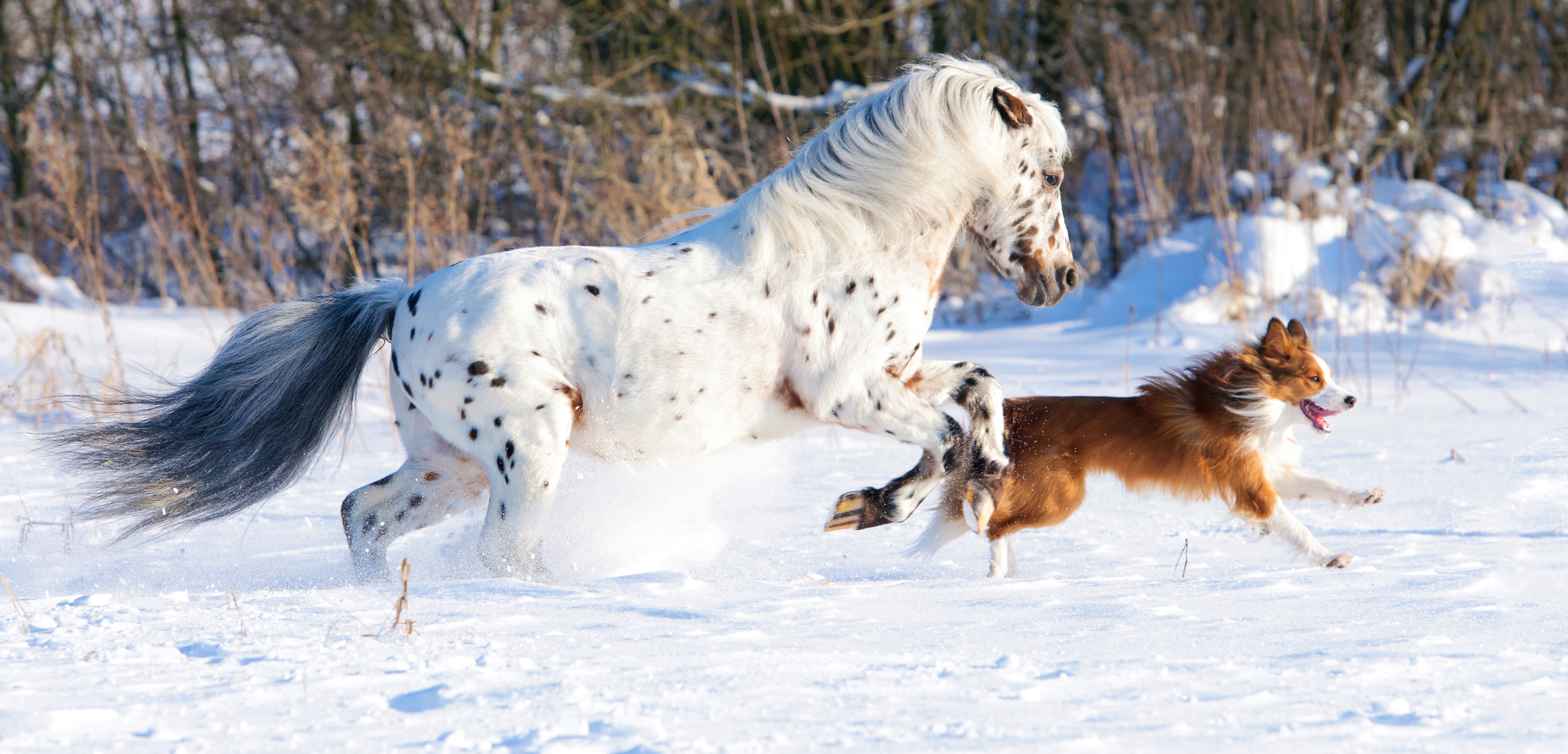 Год собаки лошадь. Лошади в снегу. Лошадь зима. Лошади зимой. Снежные звери.