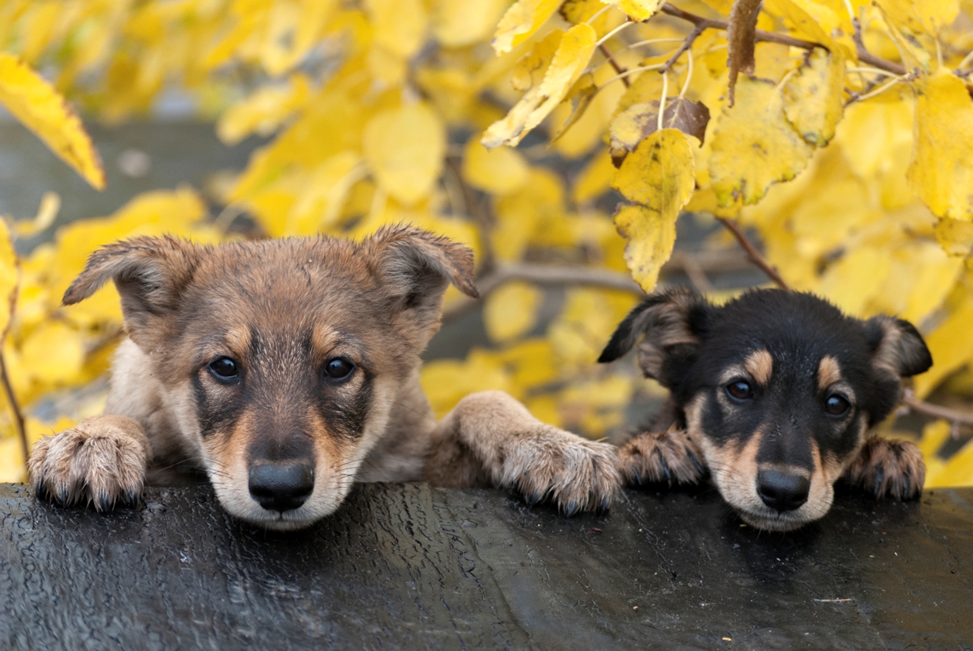 3 animals dogs. Осень животные. Красивые собаки. Собака осень. Милые животные на природе.
