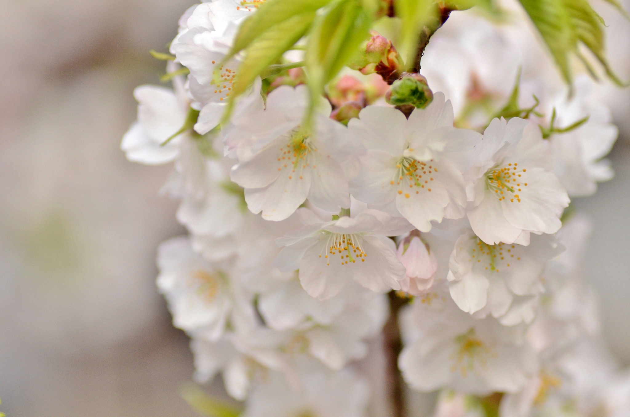 Обои ветка, макро, весна, вишня, сакура, branch, macro, spring, cherry, sakura разрешение 2048x1356 Загрузить