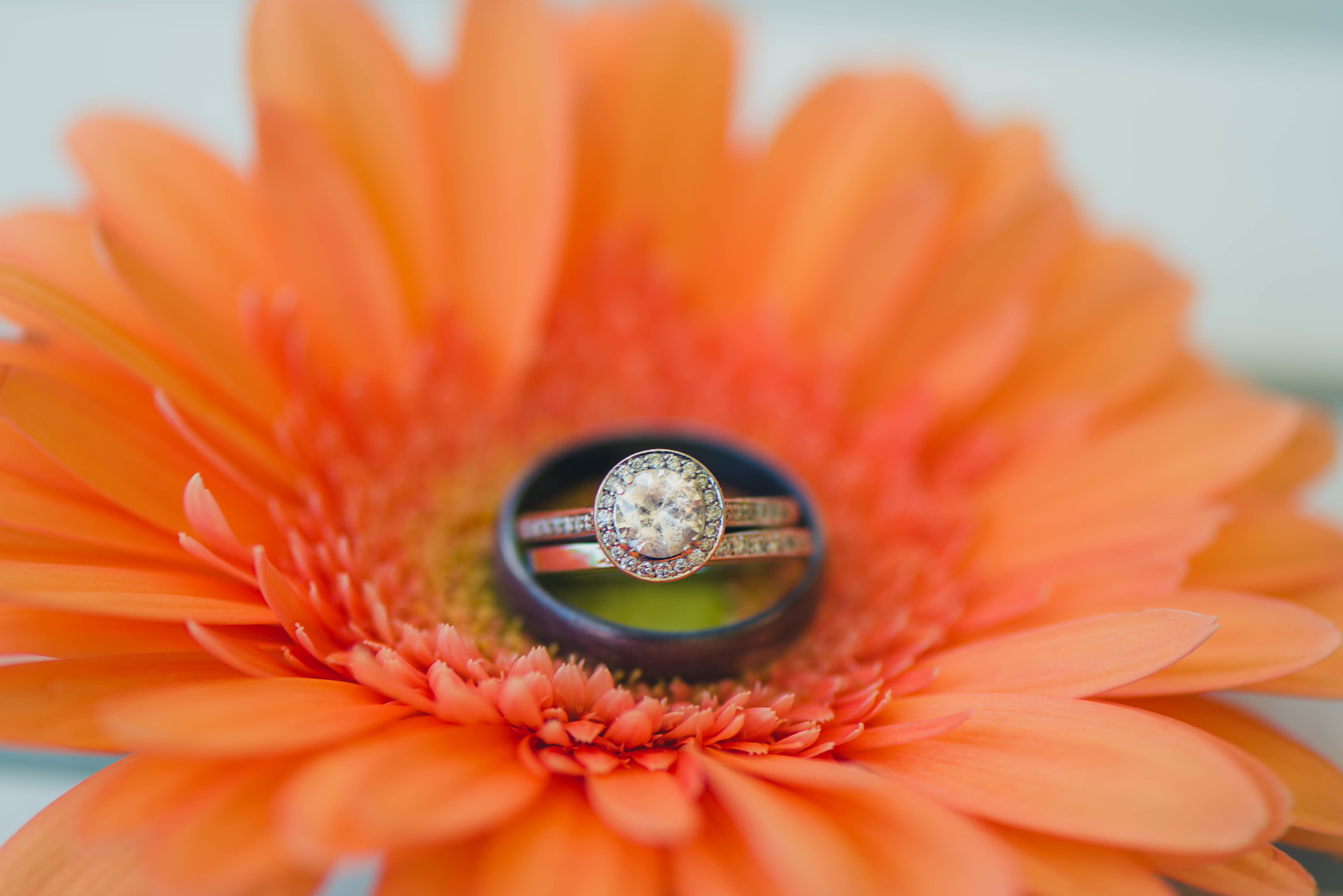 Обои цветок, кольцо, гербера, обручальное, flower, ring, gerbera, wedding разрешение 5149x3437 Загрузить