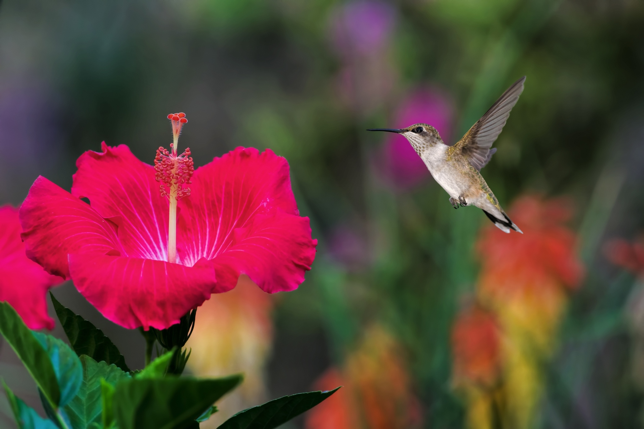 Обои полет, птичка, колибри, гибискус, flight, bird, hummingbird, hibiscus разрешение 2048x1365 Загрузить