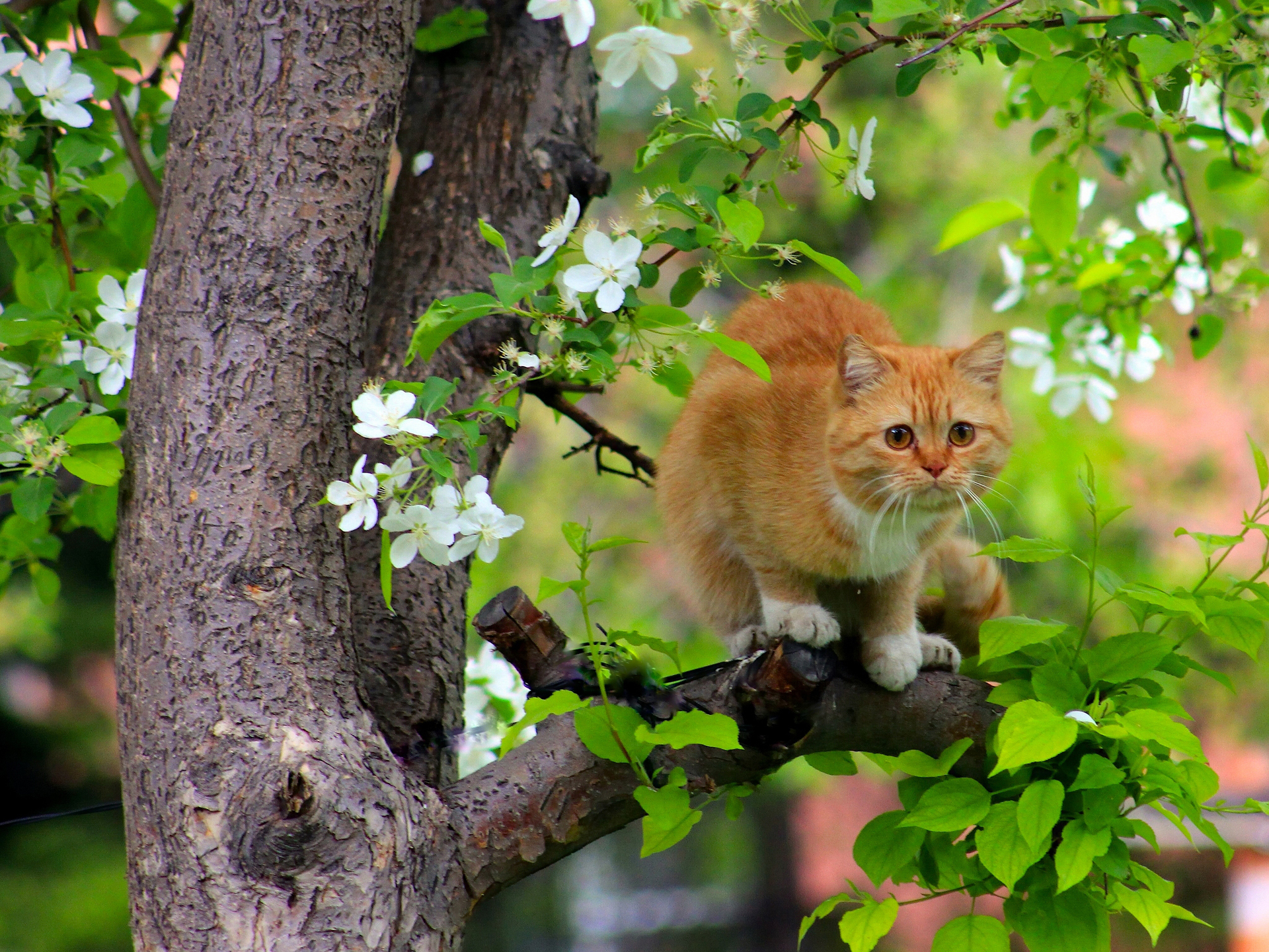 Обои дерево, цветение, кот, кошка, рыжая, весна, tree, flowering, cat, red, spring разрешение 1920x1441 Загрузить