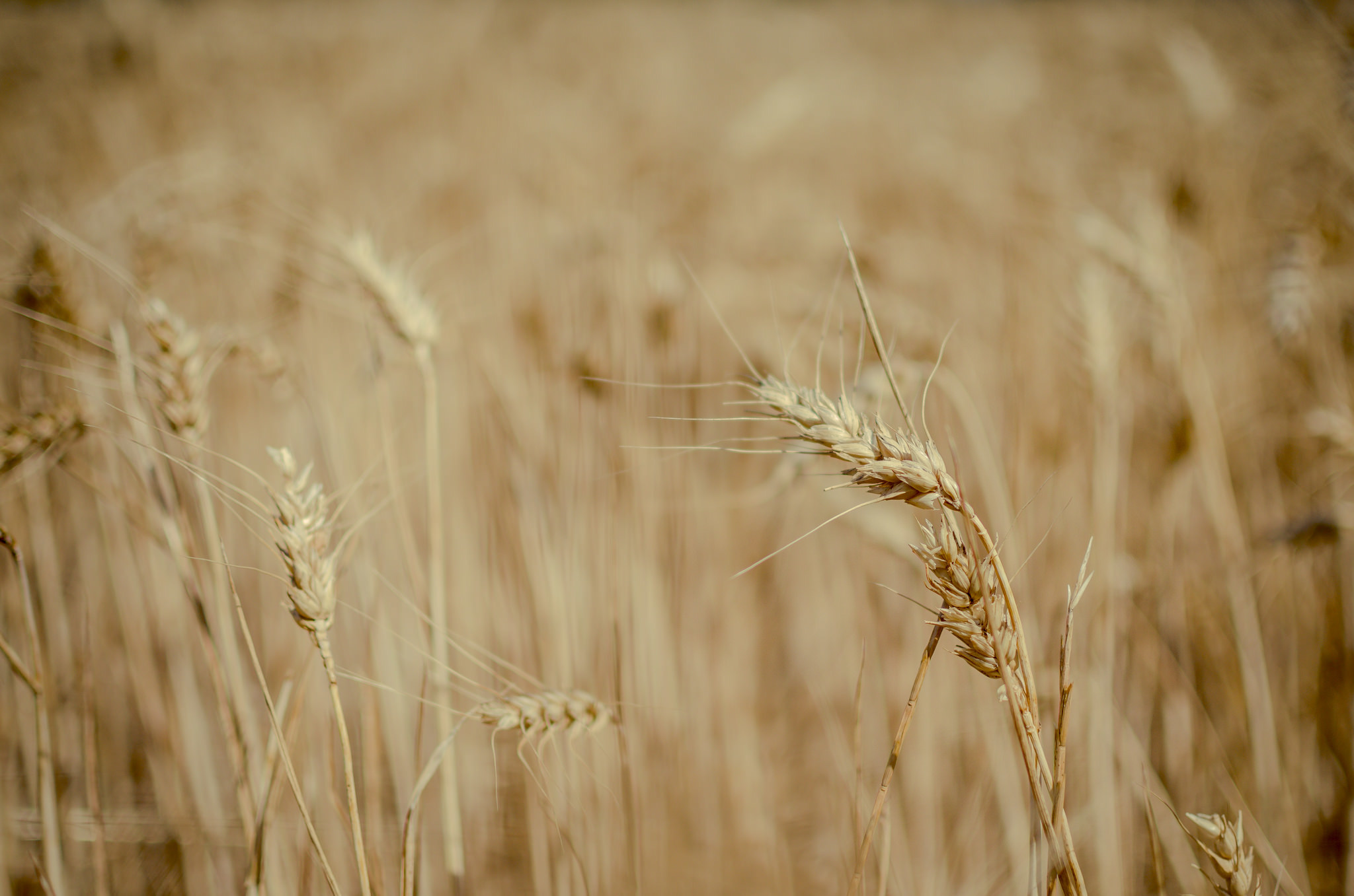 Пшеничный фон. Поле пшеницы. Пшеница фон. Поле с колосьями. Колосья пшеницы.