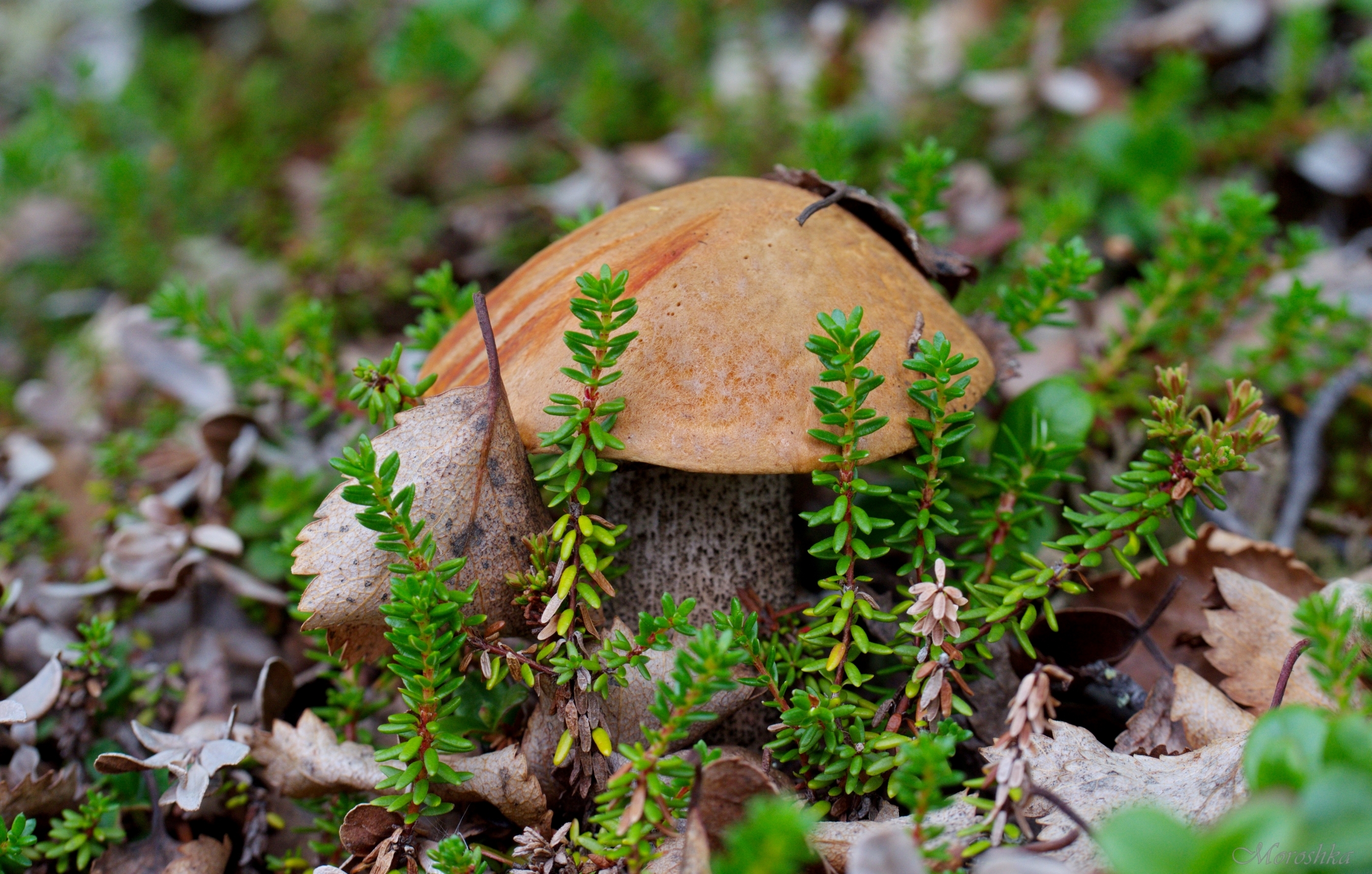 Обои гриб, мох, подосиновик, mushroom, moss, boletus разрешение 2700x1720 Загрузить