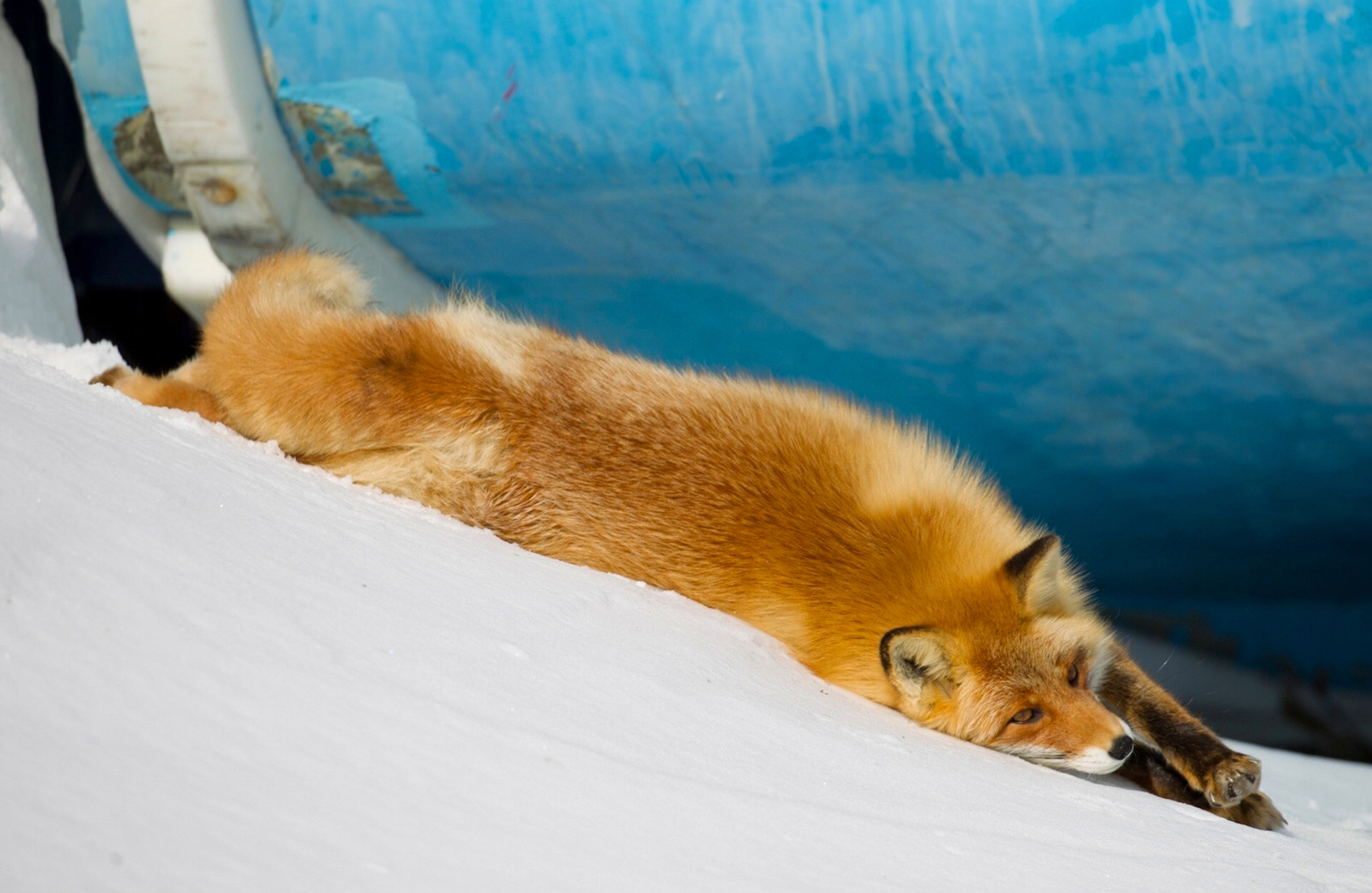 Рыжая лиса во сне. Лиса. Лиса лежит. Лиса в снегу.