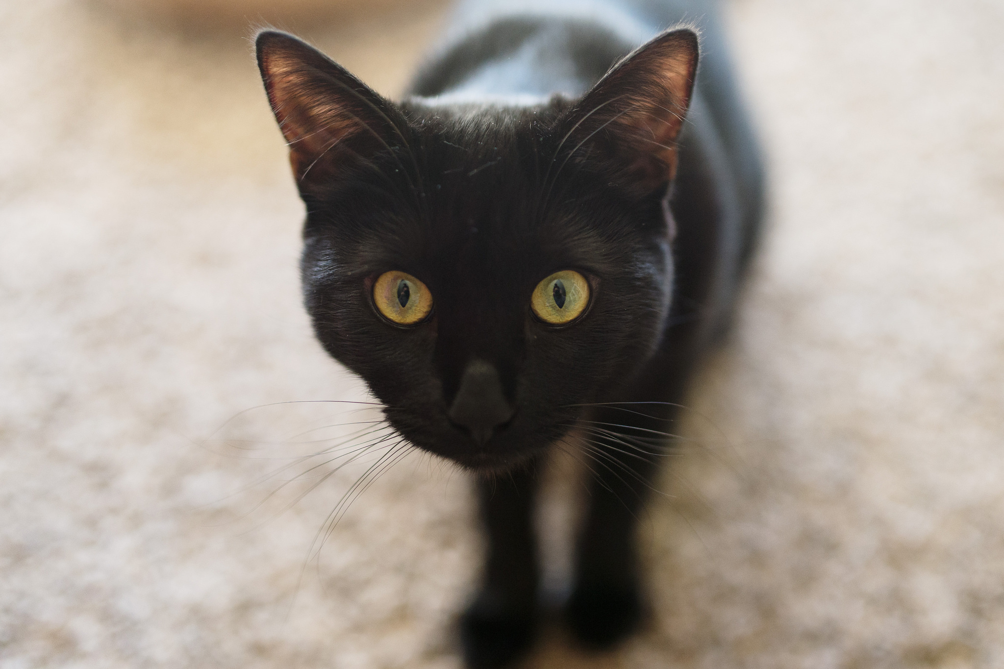 Обои глаза, кот, кошка, черный, eyes, cat, black разрешение 2048x1365 Загрузить