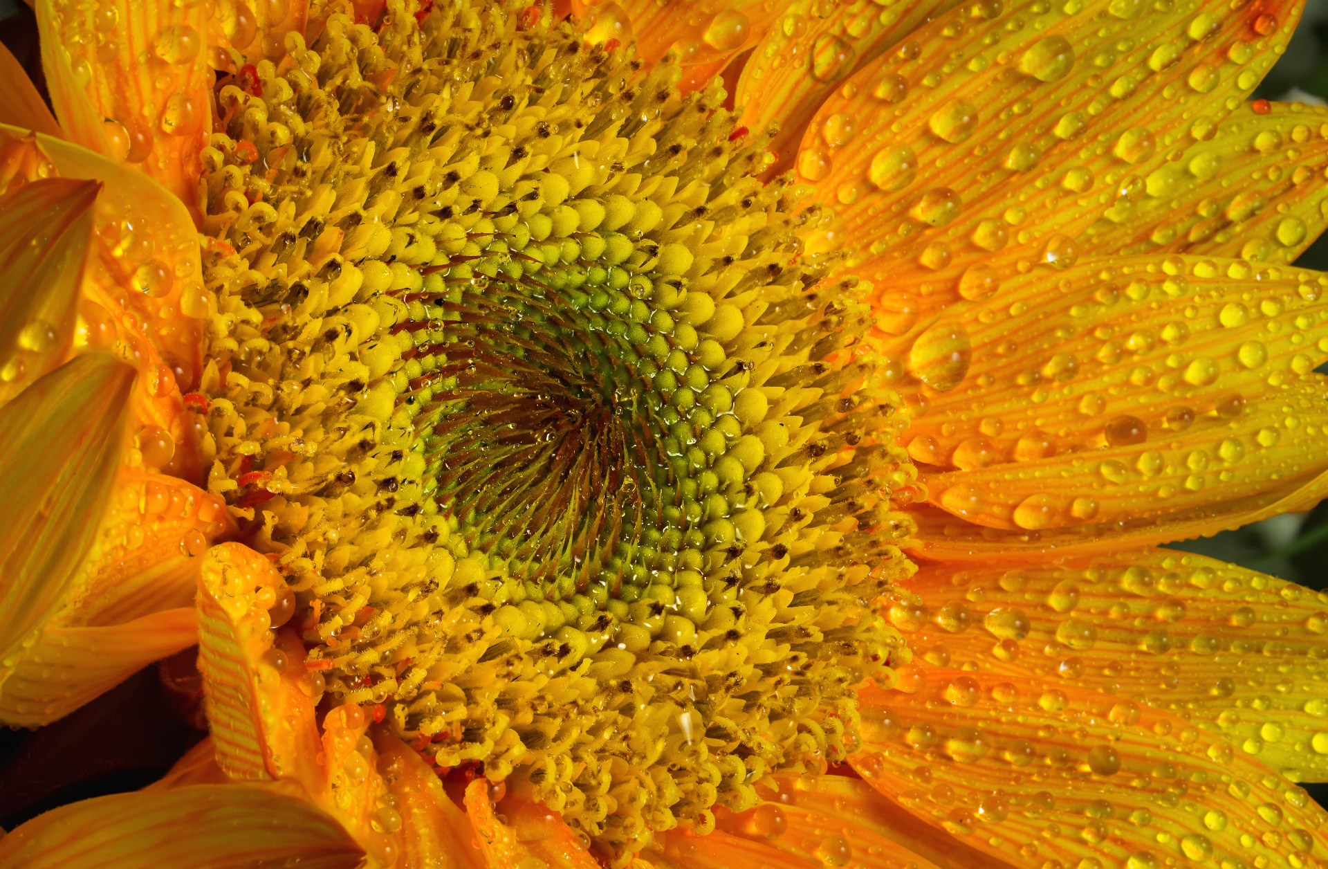 Обои солнце, желтый, макро, капли, лепестки, подсолнух, яркий, капельки росы, the sun, yellow, macro, drops, petals, sunflower, bright, drops of dew разрешение 1920x1256 Загрузить