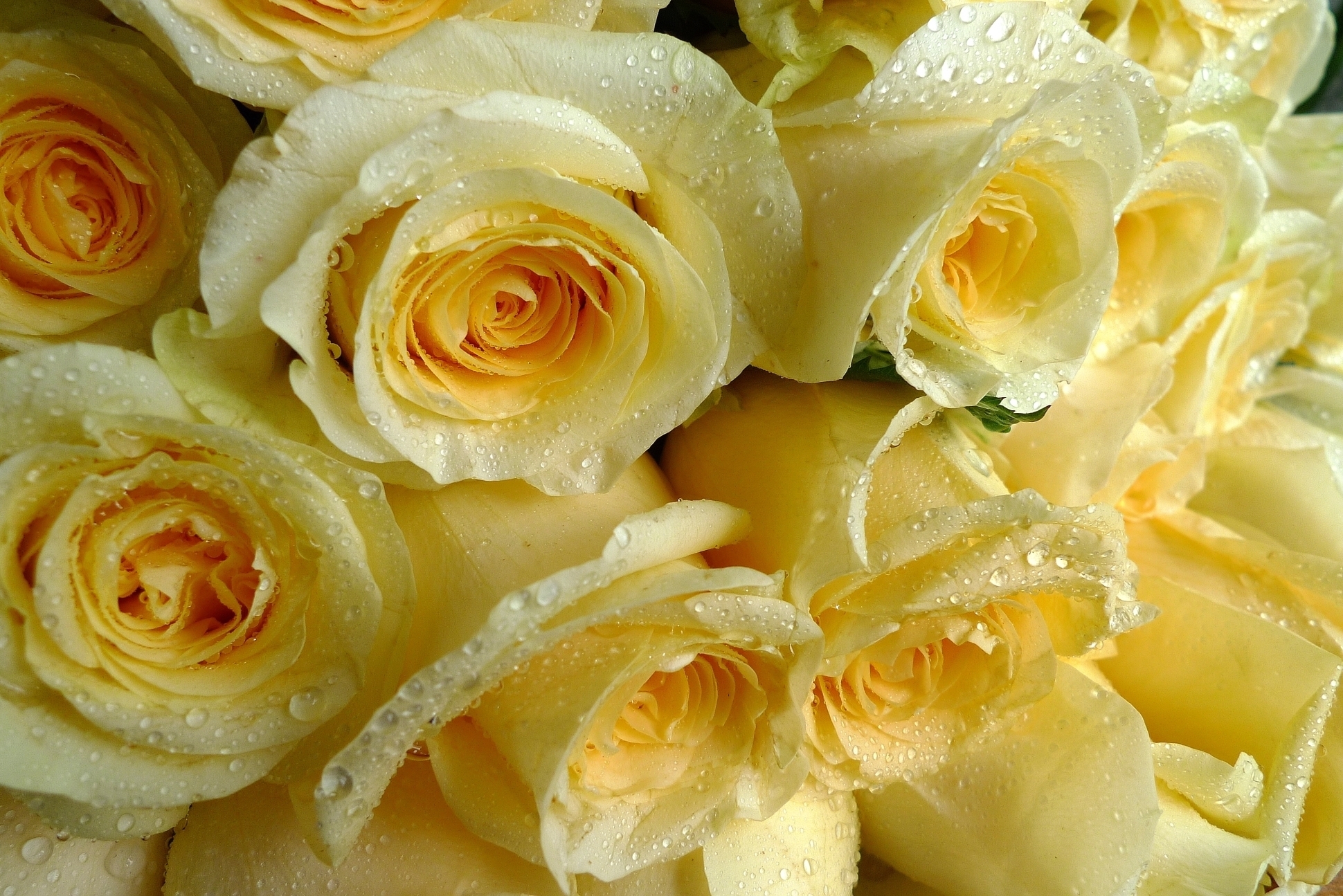 Желтые розочки. Желтые розы. Красивый букет желтых роз. Цветы желтые розы.