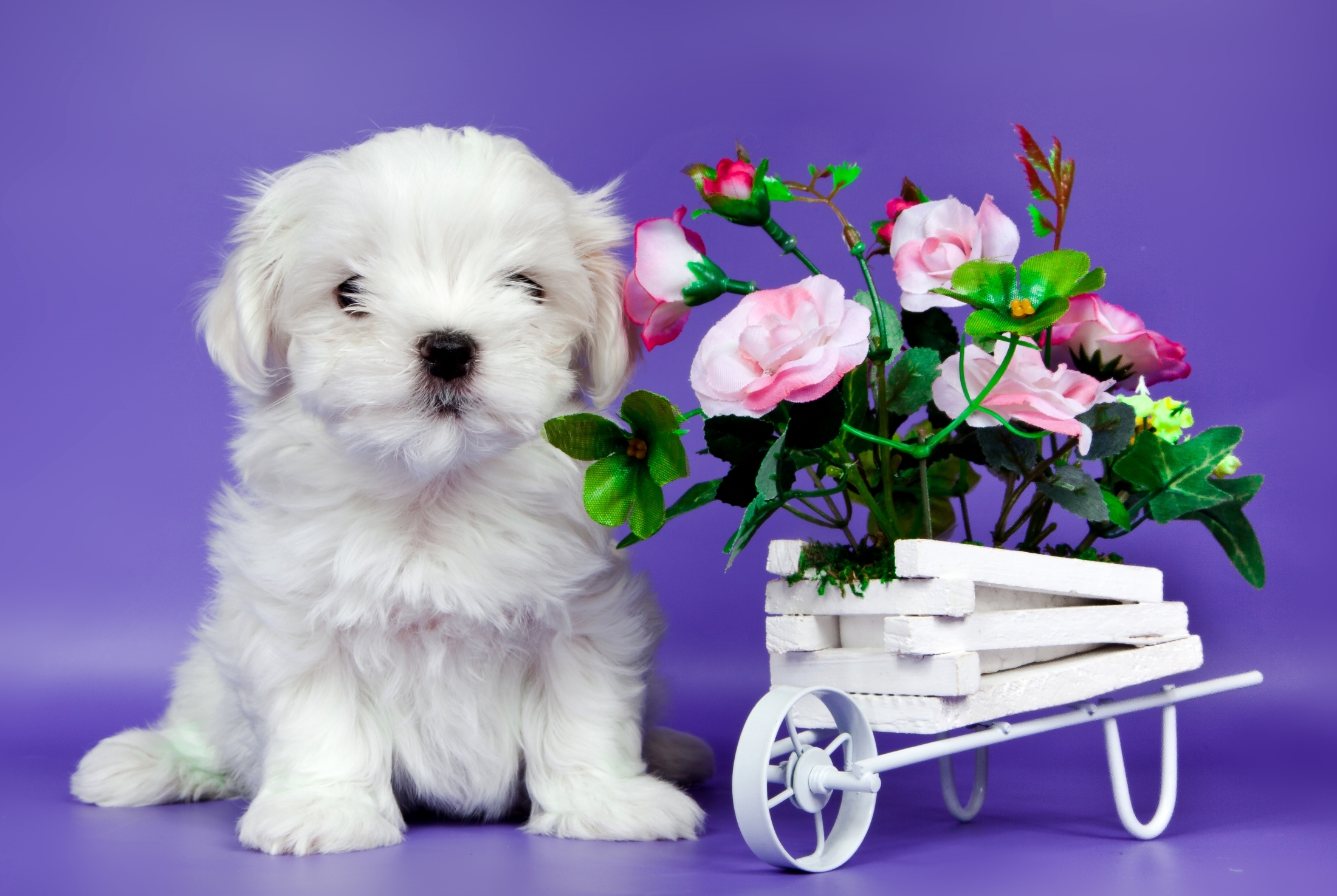Обои цветы, щенок, милый, flowers, puppy, cute разрешение 2200x1475 Загрузить