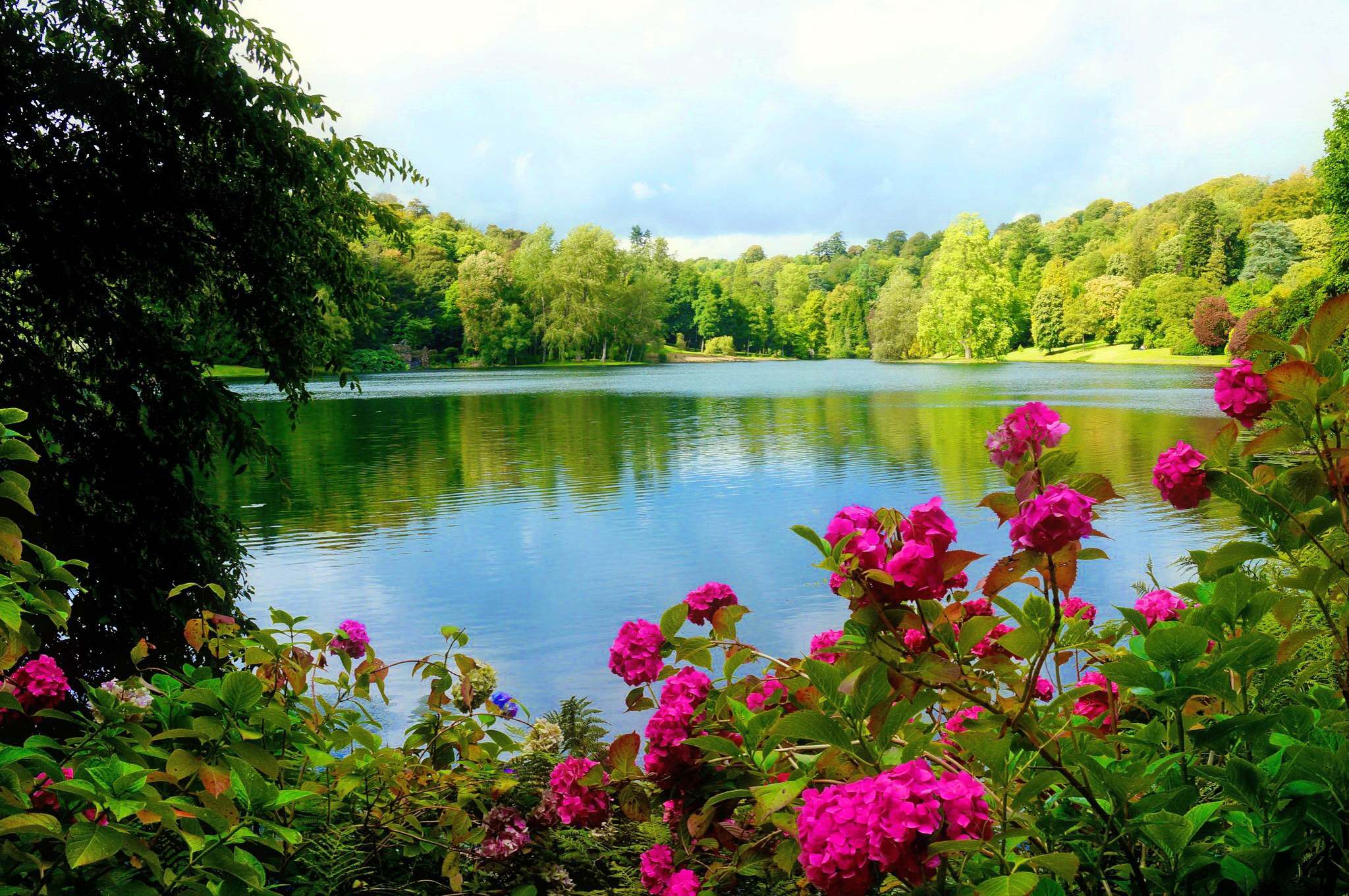 озеро с цветами