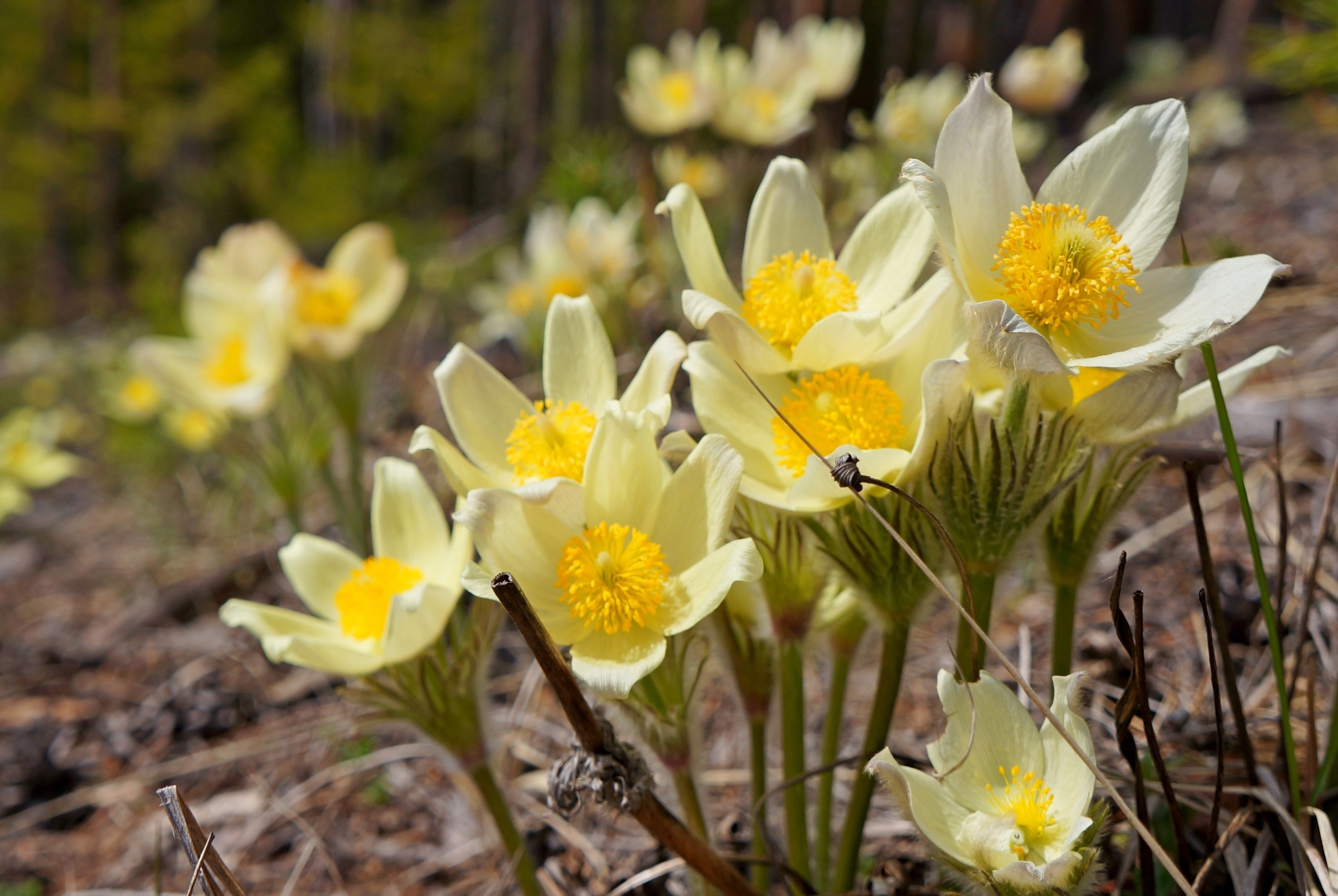Обои цветы, макро, весна, анемон, flowers, macro, spring, anemone разрешение 2400x1607 Загрузить