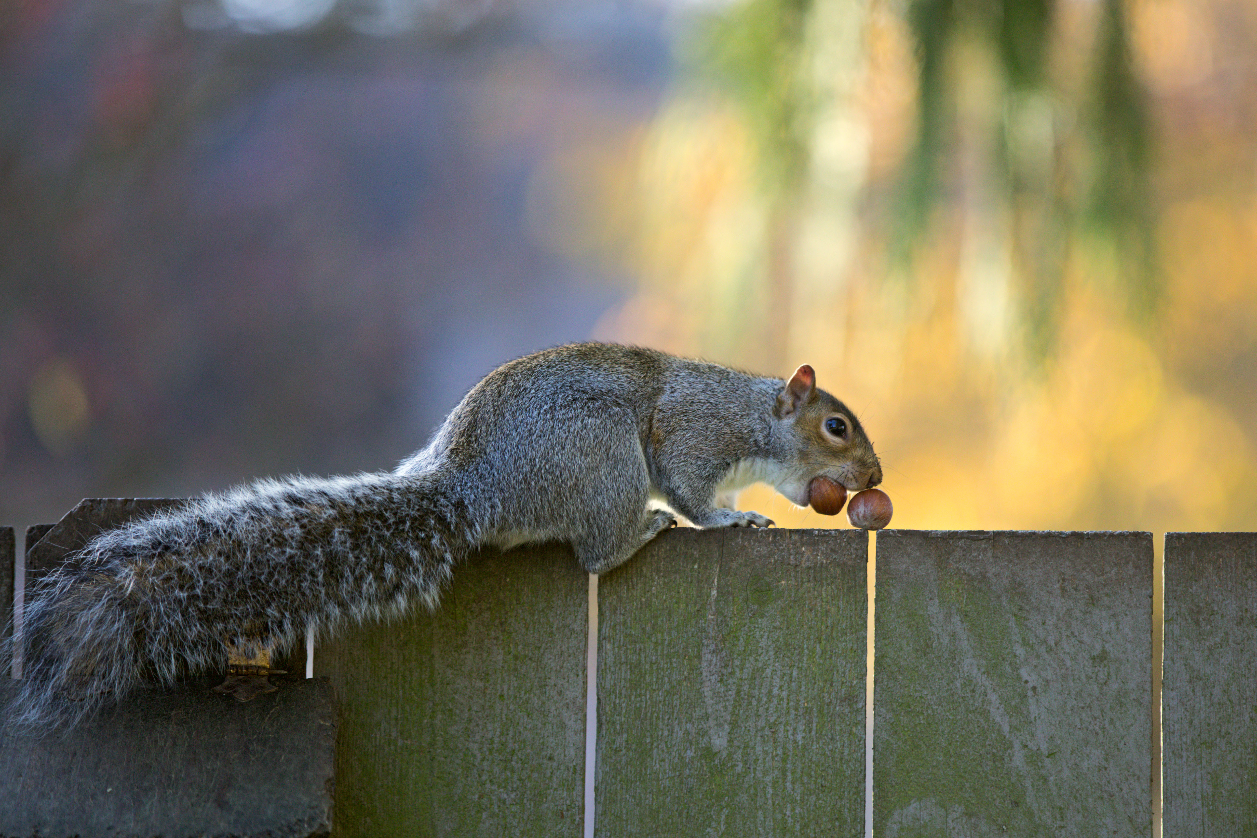 Обои орехи, забор, серая, белка, хвост, nuts, the fence, grey, protein, tail разрешение 5121x3413 Загрузить