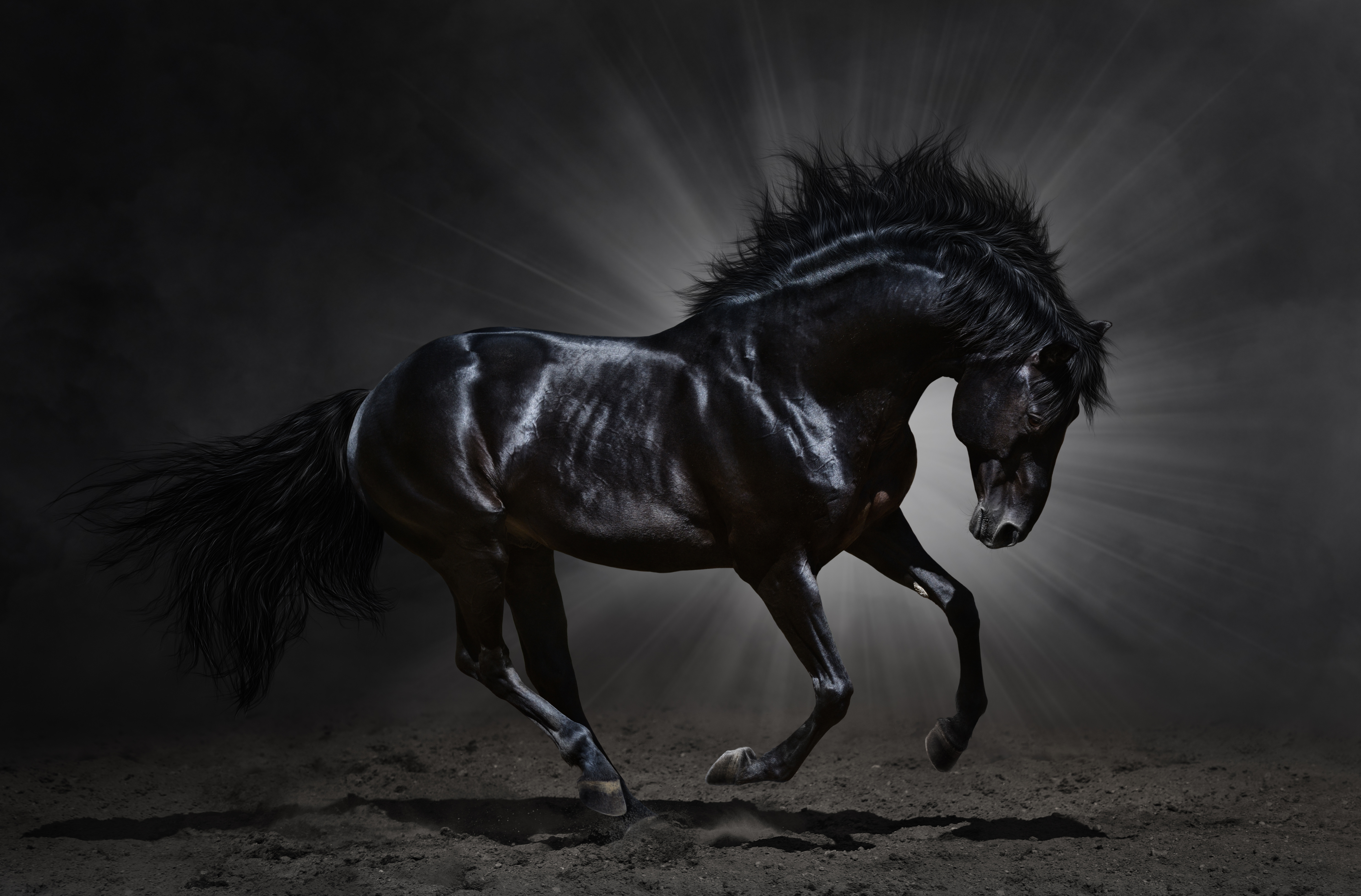 Лошадь на черном фоне. Вороной жеребец Мустанг. Слейпнир фото. Черная Вороная лошадь. Андалузская лошадь Вороная.
