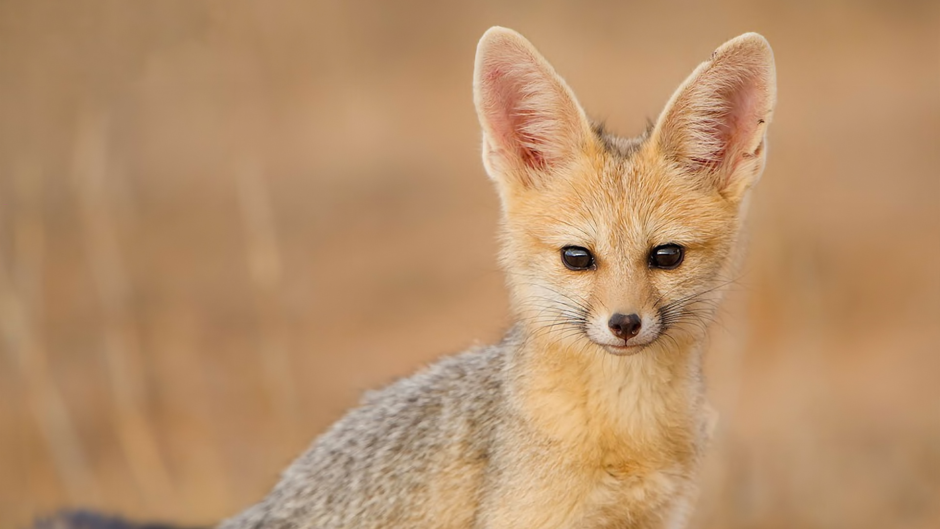 Обои взгляд, фенек, fennec fox, южноафриканская лисица, look, fenech, south african fox разрешение 1920x1080 Загрузить