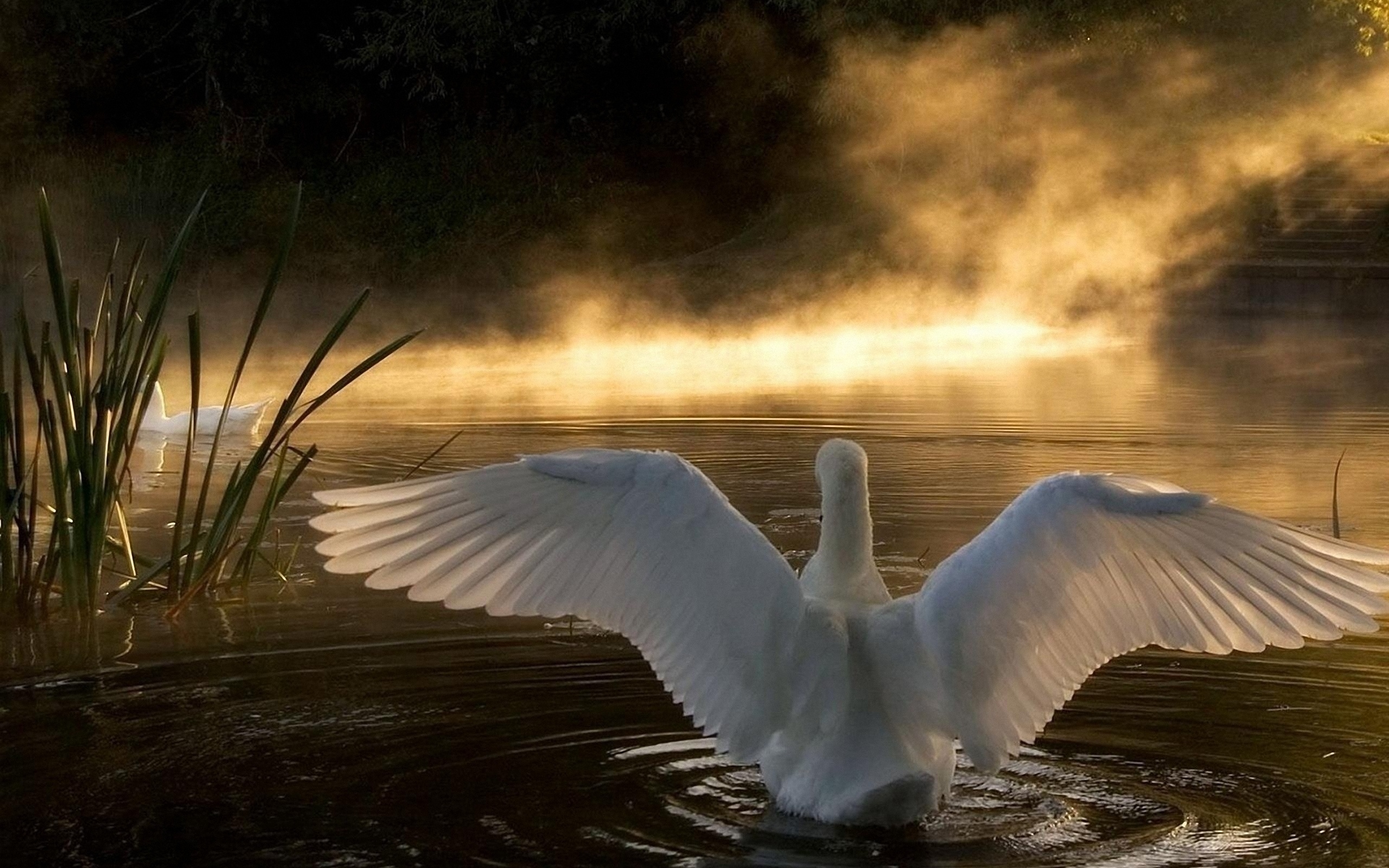 Крыло вода