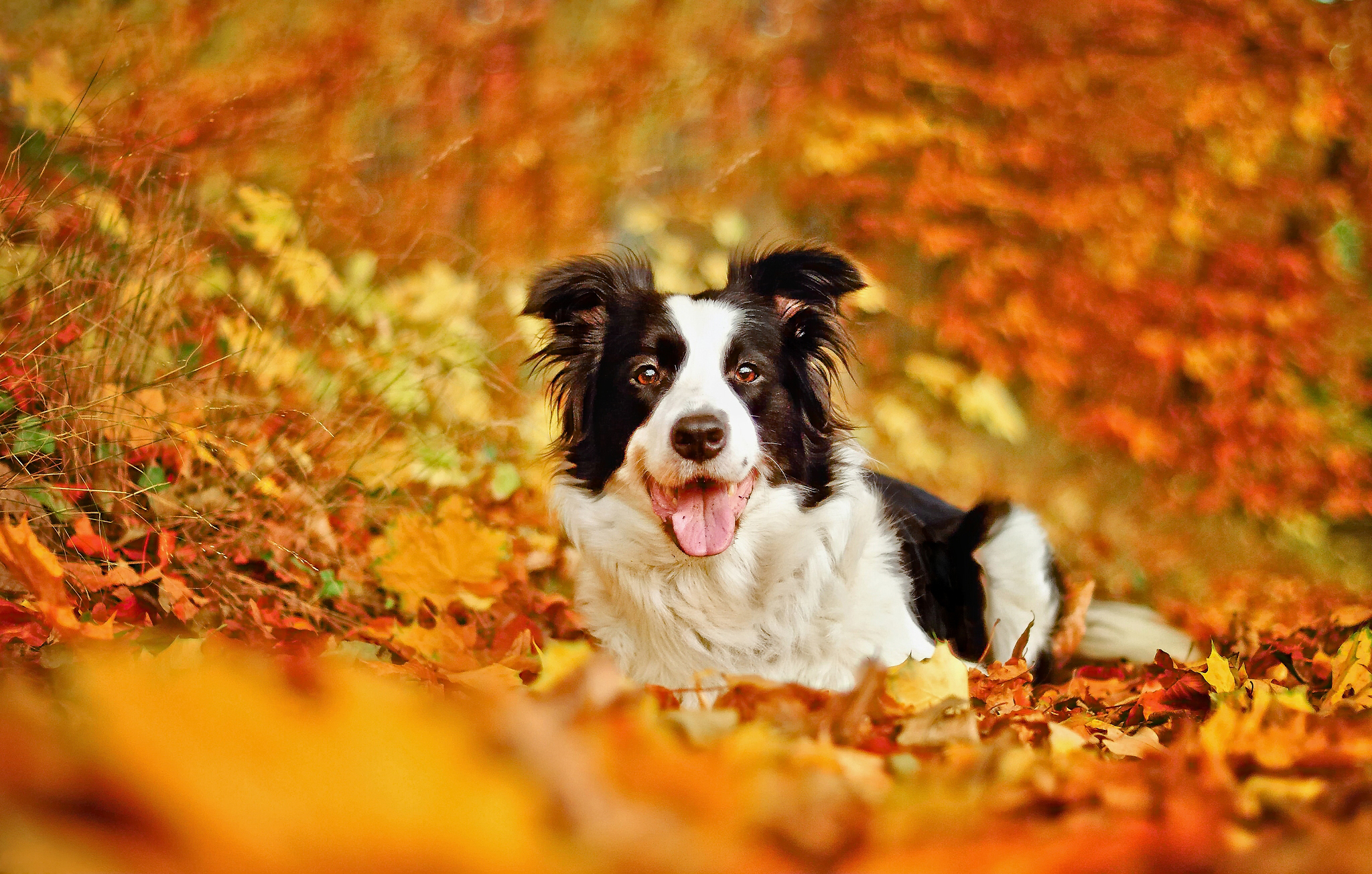 Leaf dog