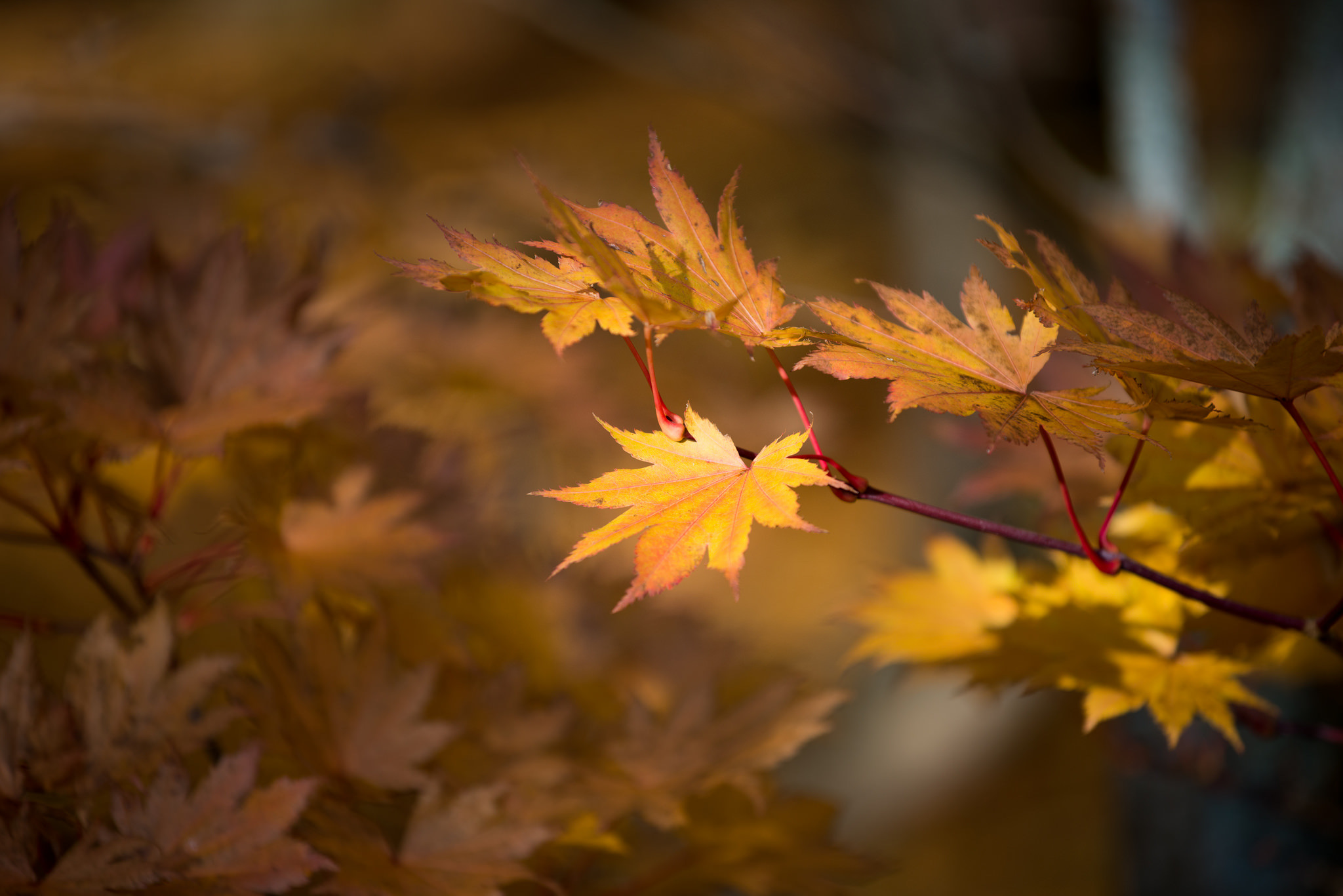 Обои природа, листья, осень, nature, leaves, autumn разрешение 2048x1367 Загрузить