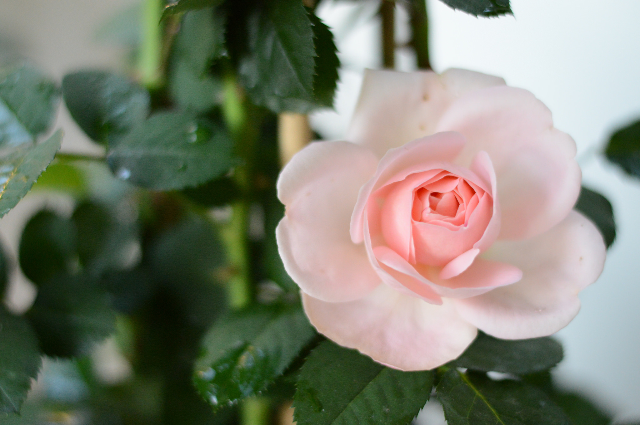 Обои роза, бутон, розовый, rose, bud, pink разрешение 2048x1362 Загрузить