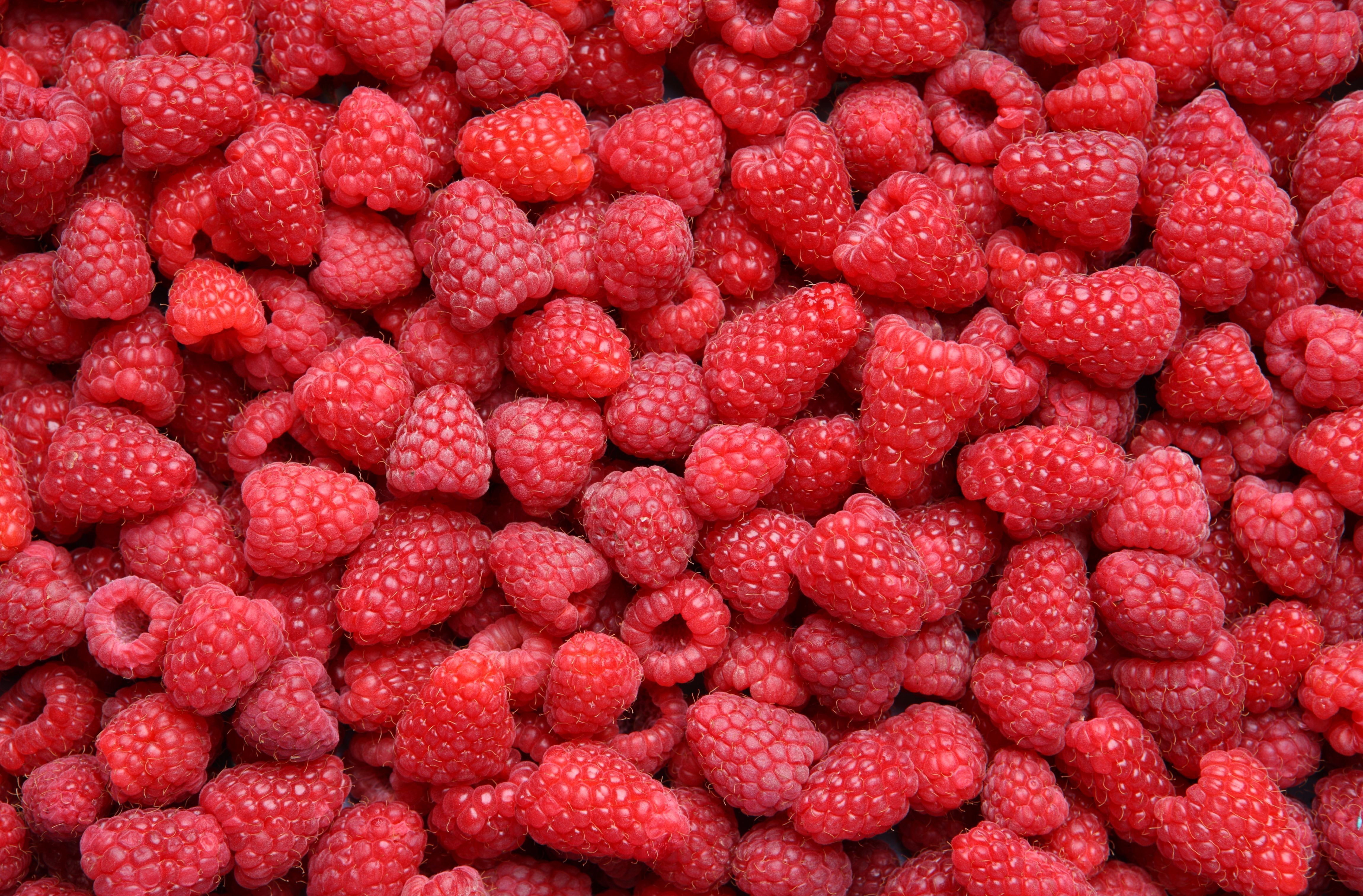 Обои малина, красная, ягоды, много, raspberry, red, berries, a lot разрешение 4600x3026 Загрузить
