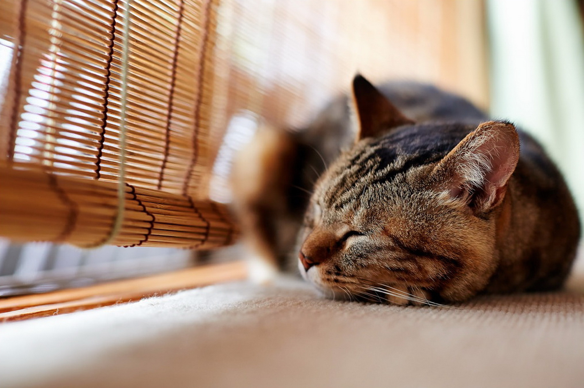 Обои фон, кот, кошка, сон, окно, background, cat, sleep, window разрешение 1920x1277 Загрузить
