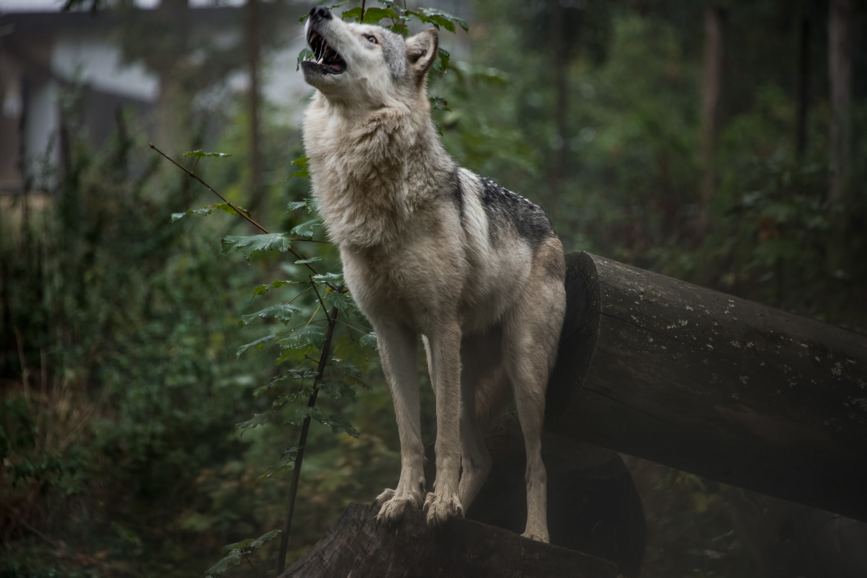 Обои природа, лес, волк, воет, fallen-cherubim, nature, forest, wolf, howling разрешение 2880x1922 Загрузить