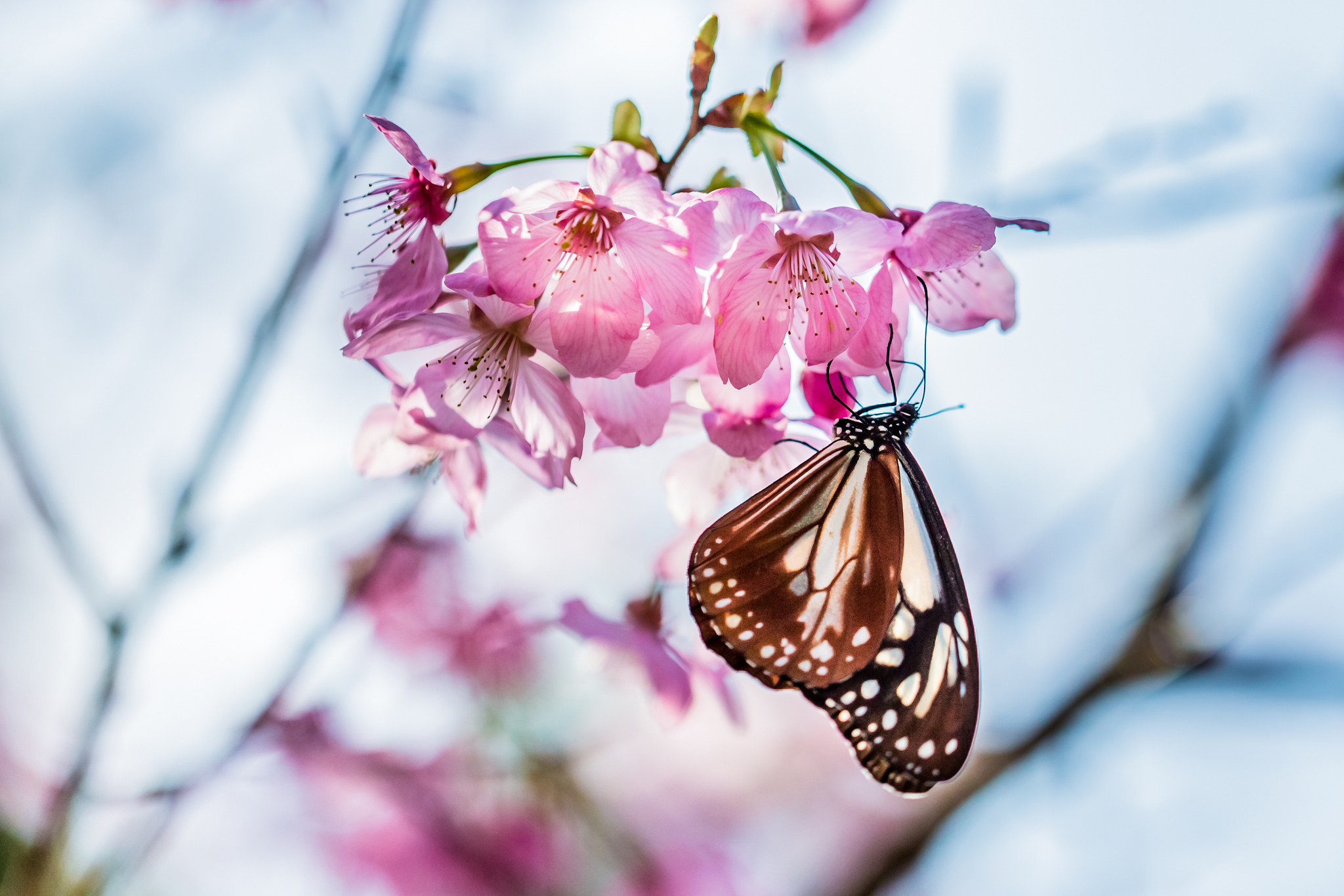 Фото весны красивые на заставку телефона. Весенние бабочки. Весенние обои на рабочий стол.