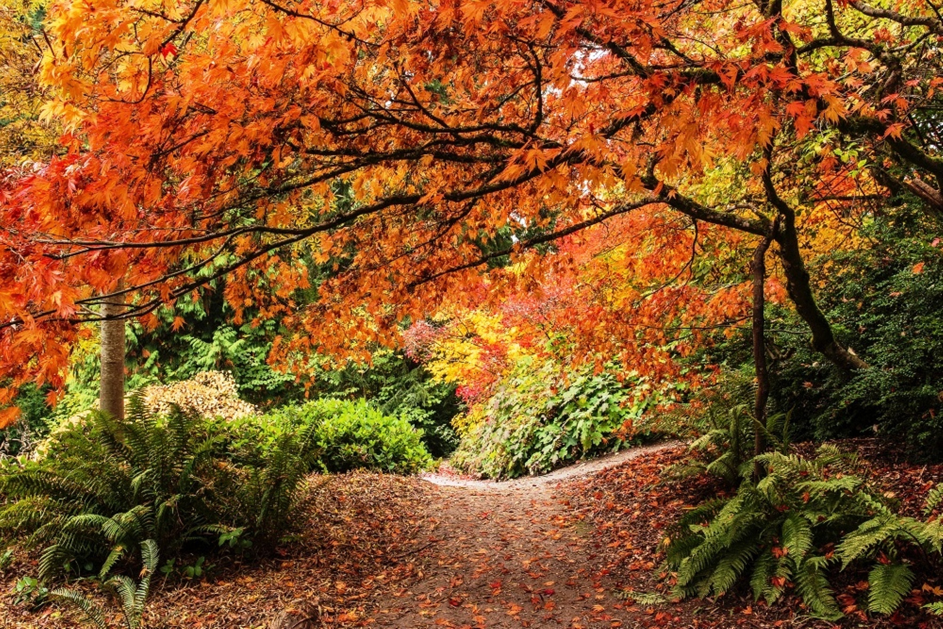 Виды осеннего леса. Красивая осень. Природа осень. Осень фото. Золотая осень.