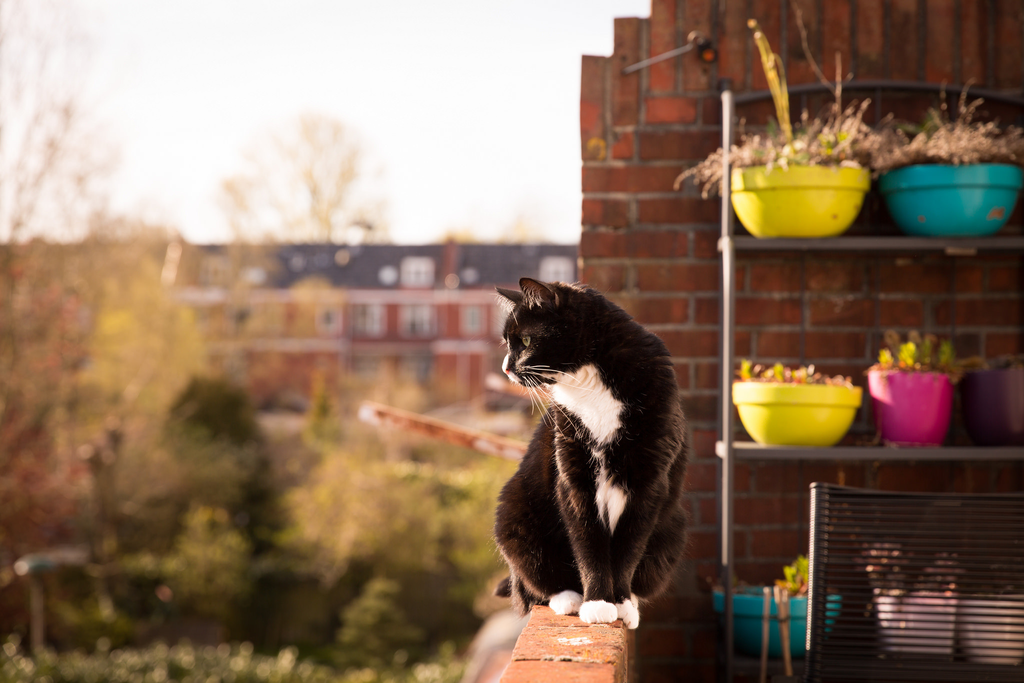 Кошачий балкон. Кот на балконе. Балкон для кошек. Кот сидит на балконе. Кошки на окошке.