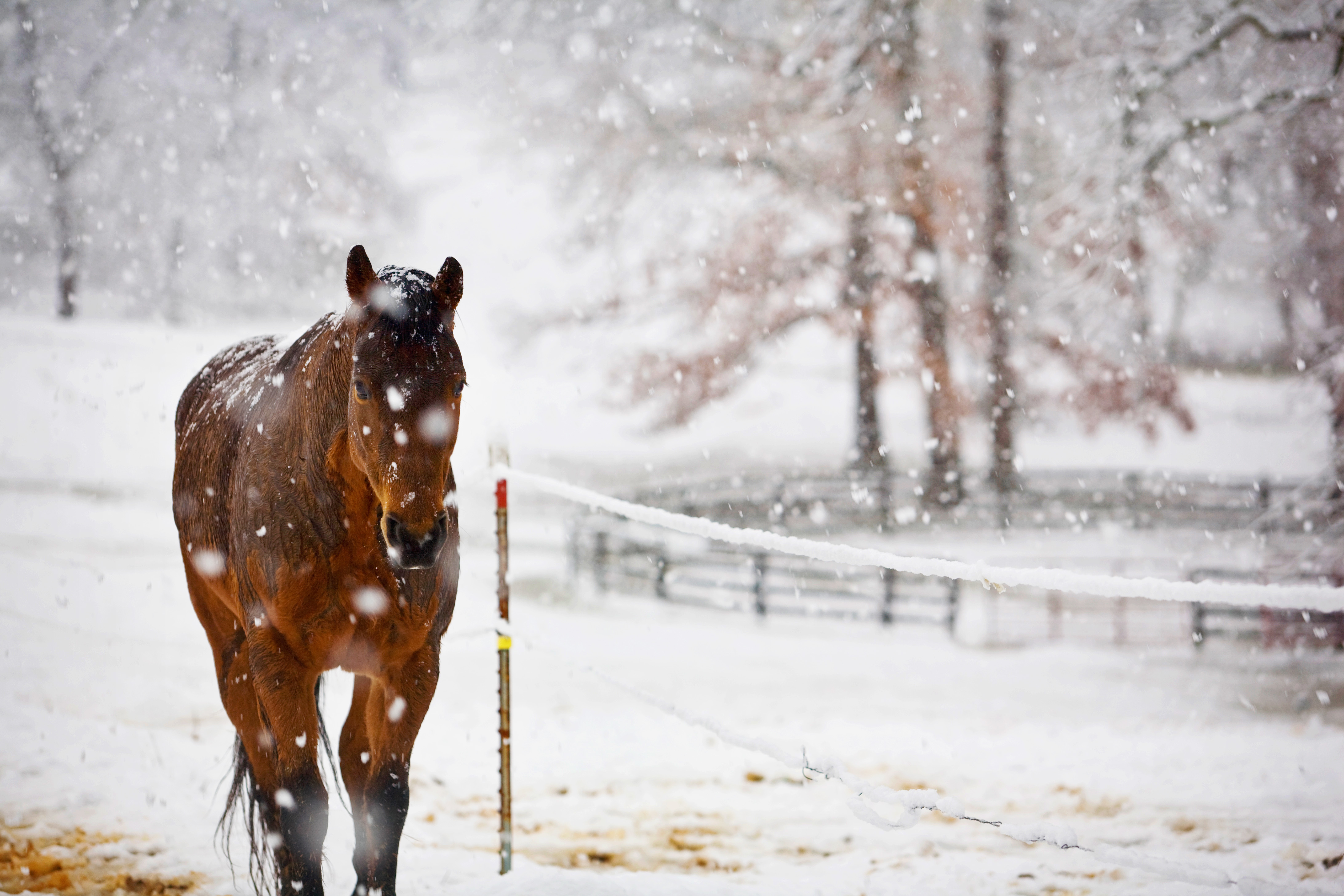 На коне в снегу. Лошади зимой. Лошади в снегу. Лошадь в зимнем лесу. Обои на рабочий стол лошади зимой.