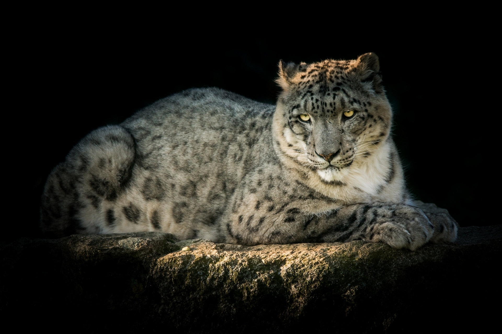 Обои хищник, снежный барс, ирбис, красавец, predator, snow leopard, irbis, handsome разрешение 1920x1279 Загрузить