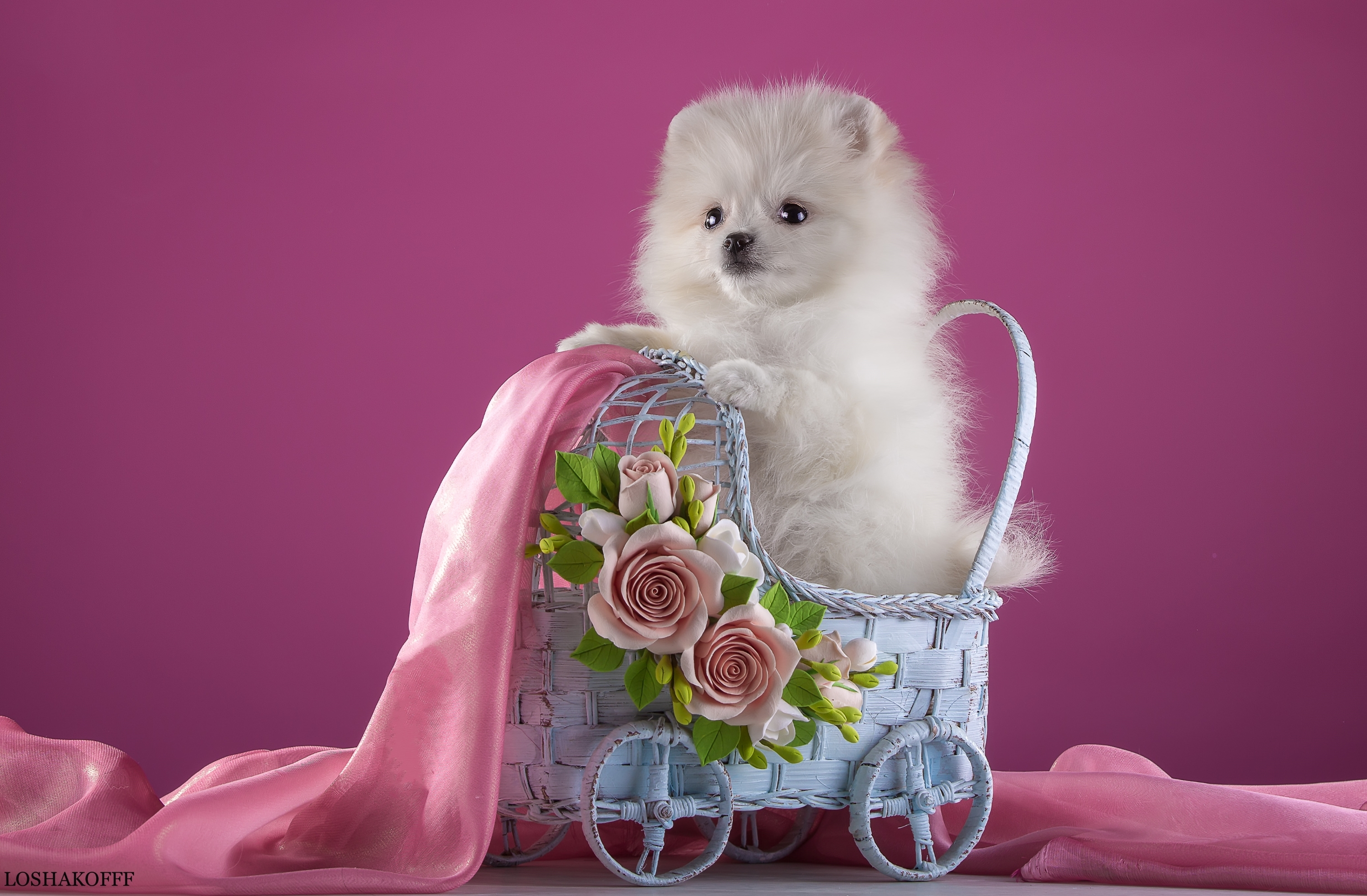 Обои цветы, белый, щенок, ткань, коляска, шпиц, flowers, white, puppy, fabric, stroller, spitz разрешение 3000x1967 Загрузить