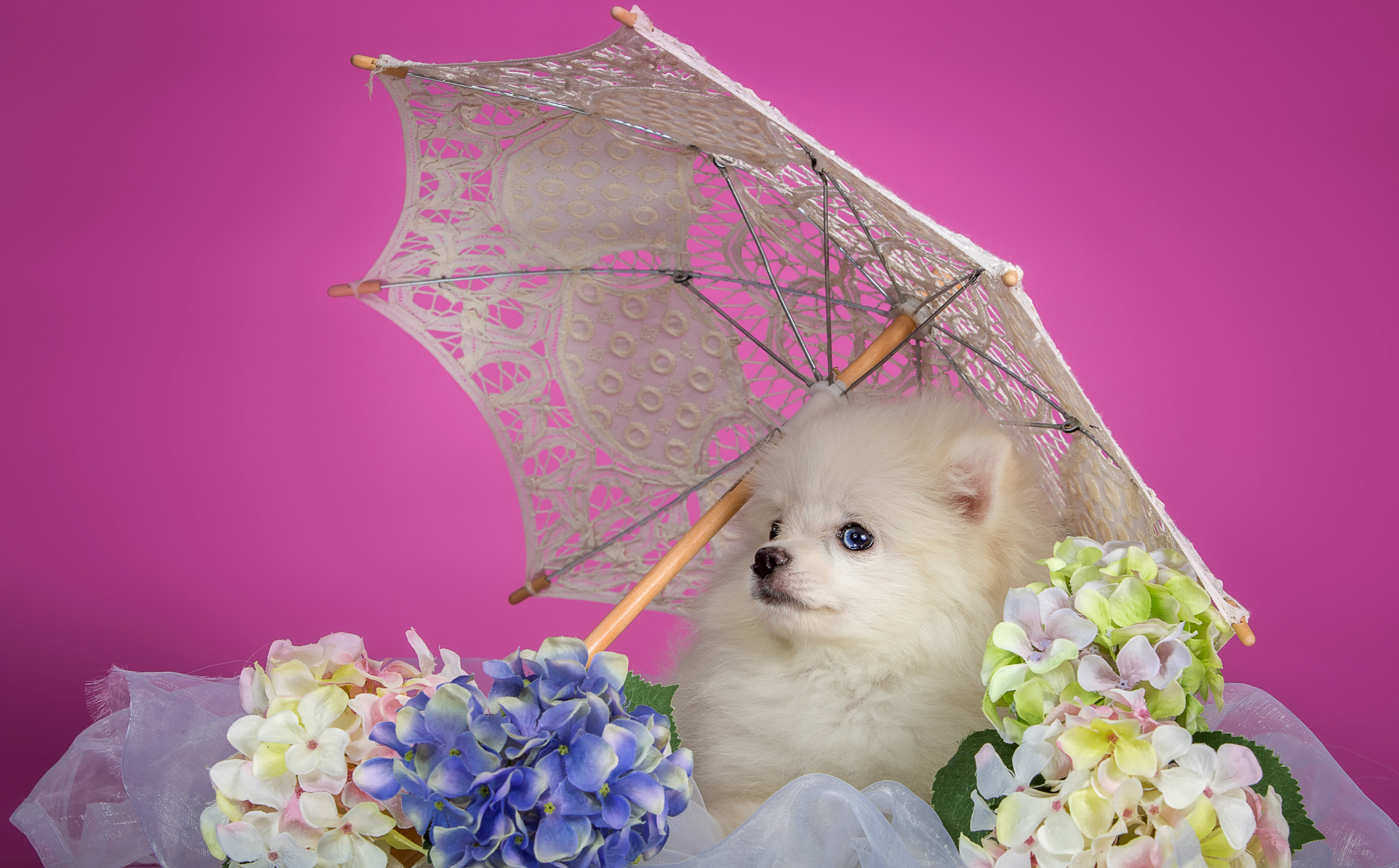 Обои белый, щенок, зонтик, гортензия, шпиц, white, puppy, umbrella, hydrangea, spitz разрешение 3000x1862 Загрузить