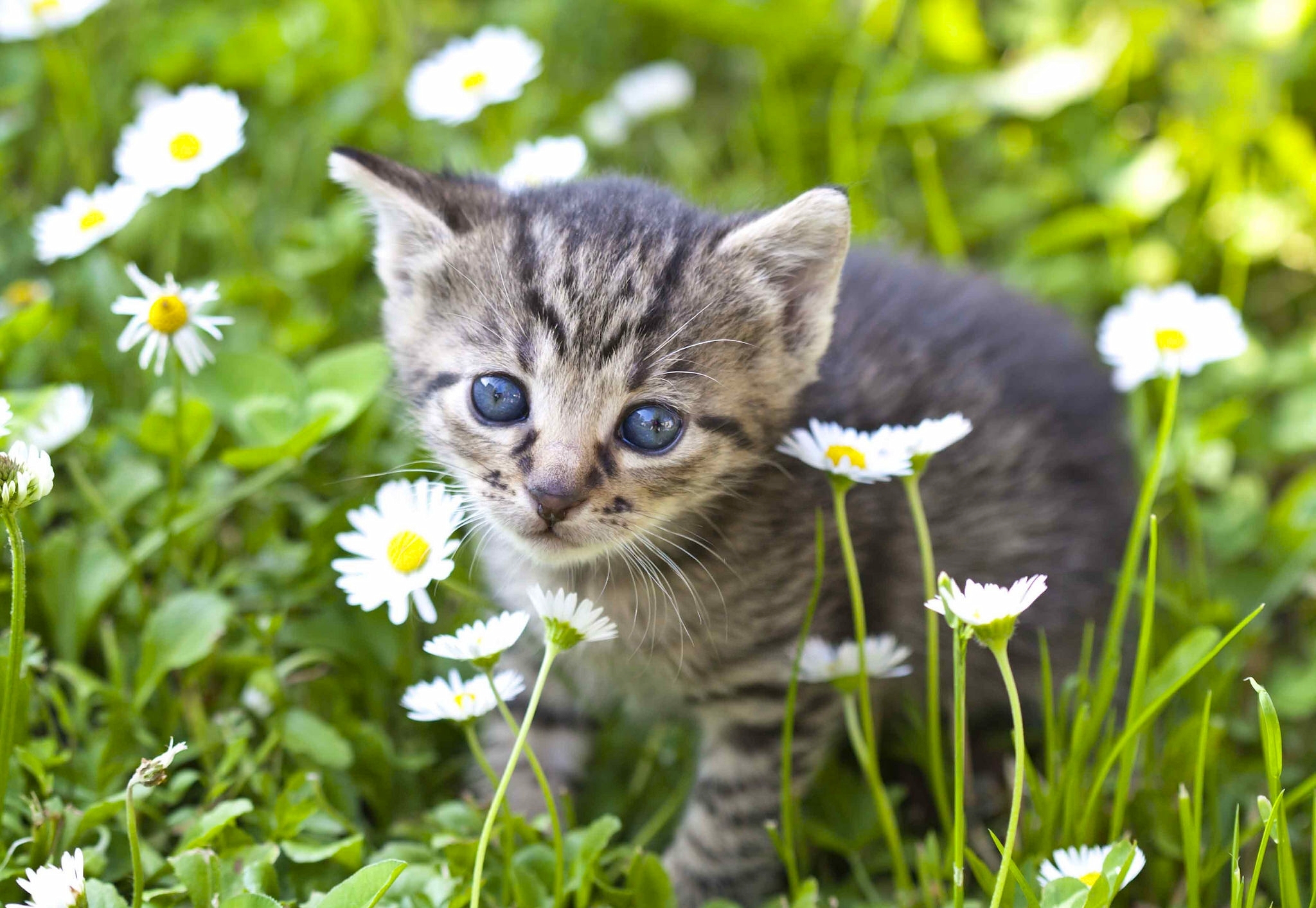 Обои цветы, мордочка, взгляд, котенок, ромашки, малыш, flowers, muzzle, look, kitty, chamomile, baby разрешение 2048x1413 Загрузить