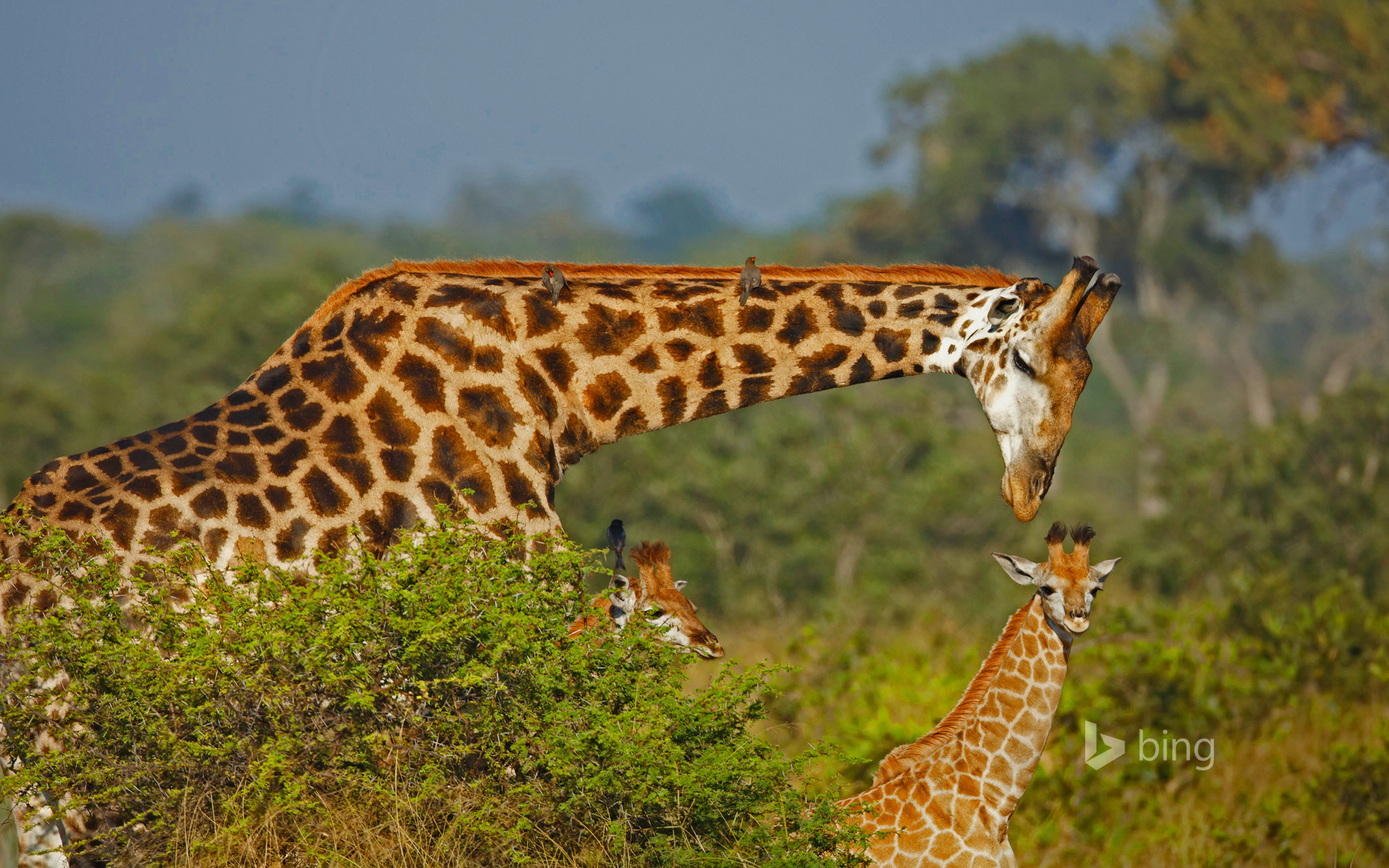 Обои африка, семья, жираф, africa, family, giraffe разрешение 1920x1200 Загрузить
