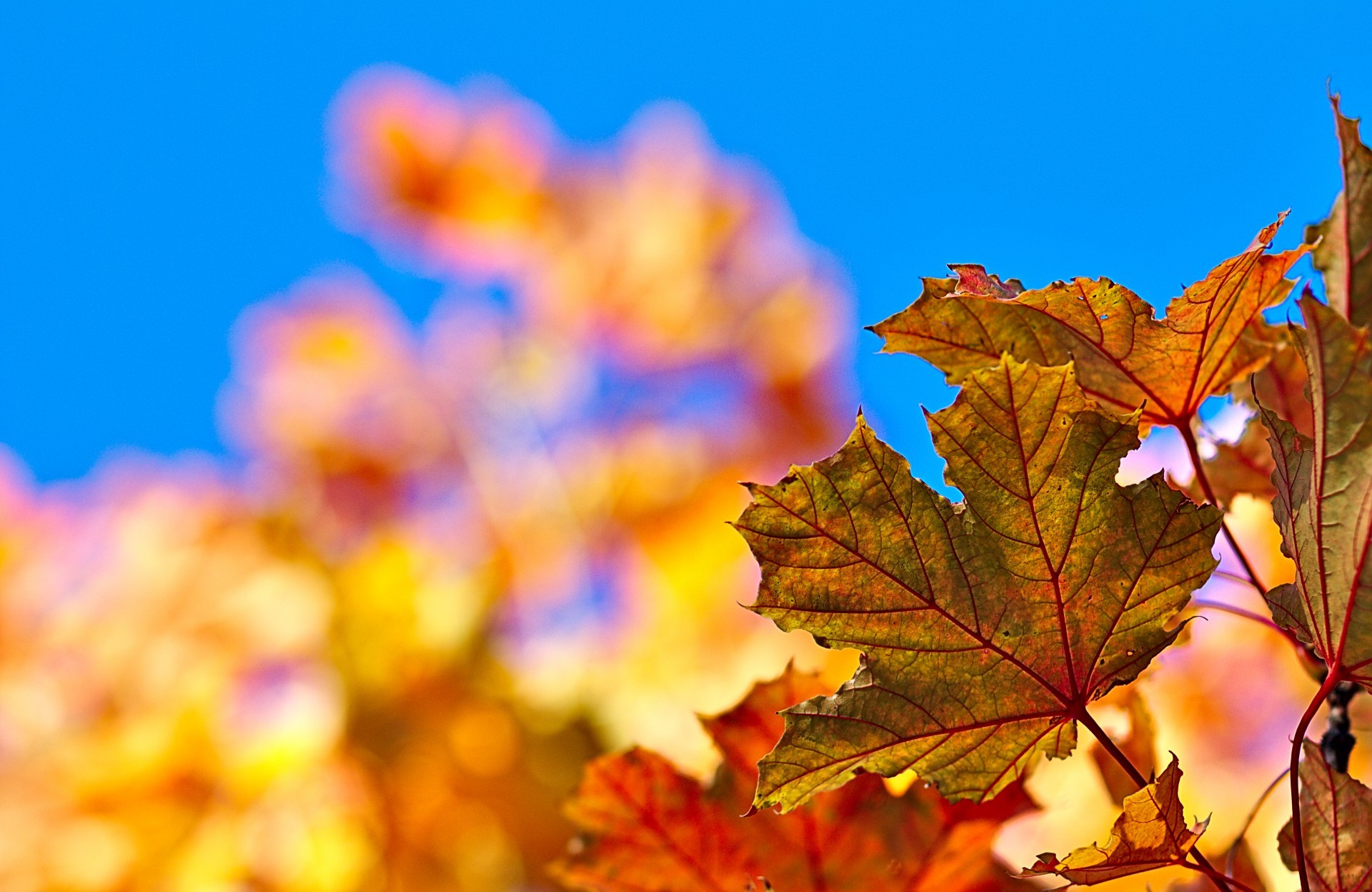 Обои небо, листья, краски, осень, лист, клен, the sky, leaves, paint, autumn, sheet, maple разрешение 1920x1248 Загрузить