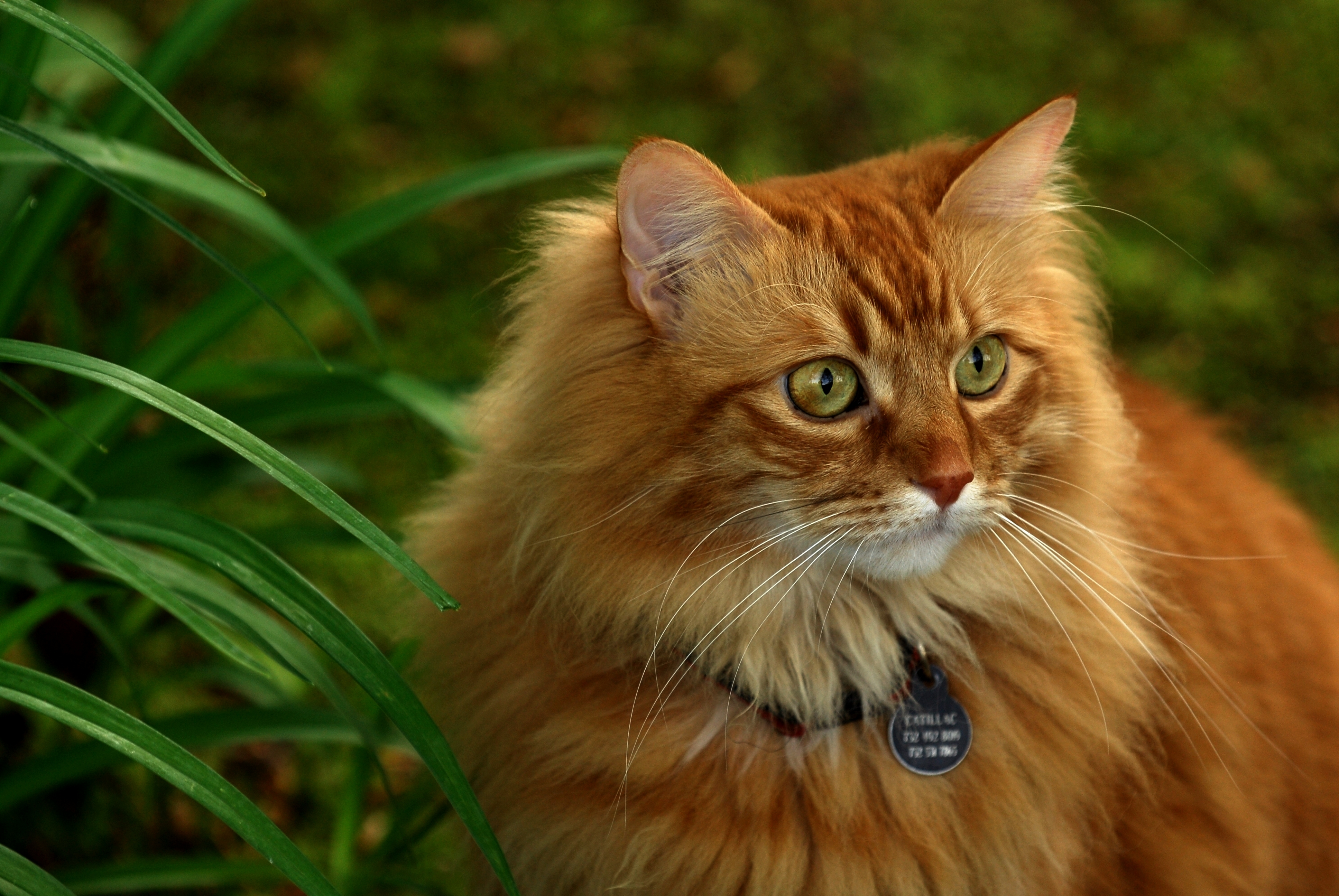 Породы кошек с рыжими глазами. Рыжий длинношерстный Сибирский кот. Европейская длинношерстная кошка рыжая. Сибирская кошка рыжая. Сибирская кошка рыжая пушистый.