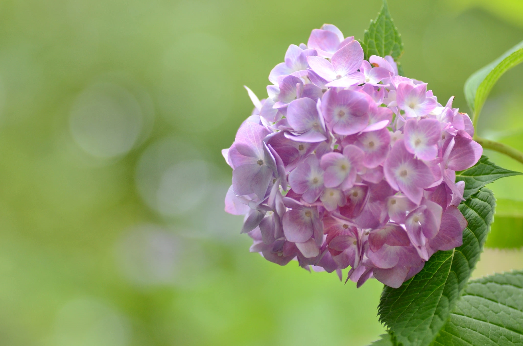 Обои цветы, макро, розовые, гортензия, flowers, macro, pink, hydrangea разрешение 2048x1356 Загрузить