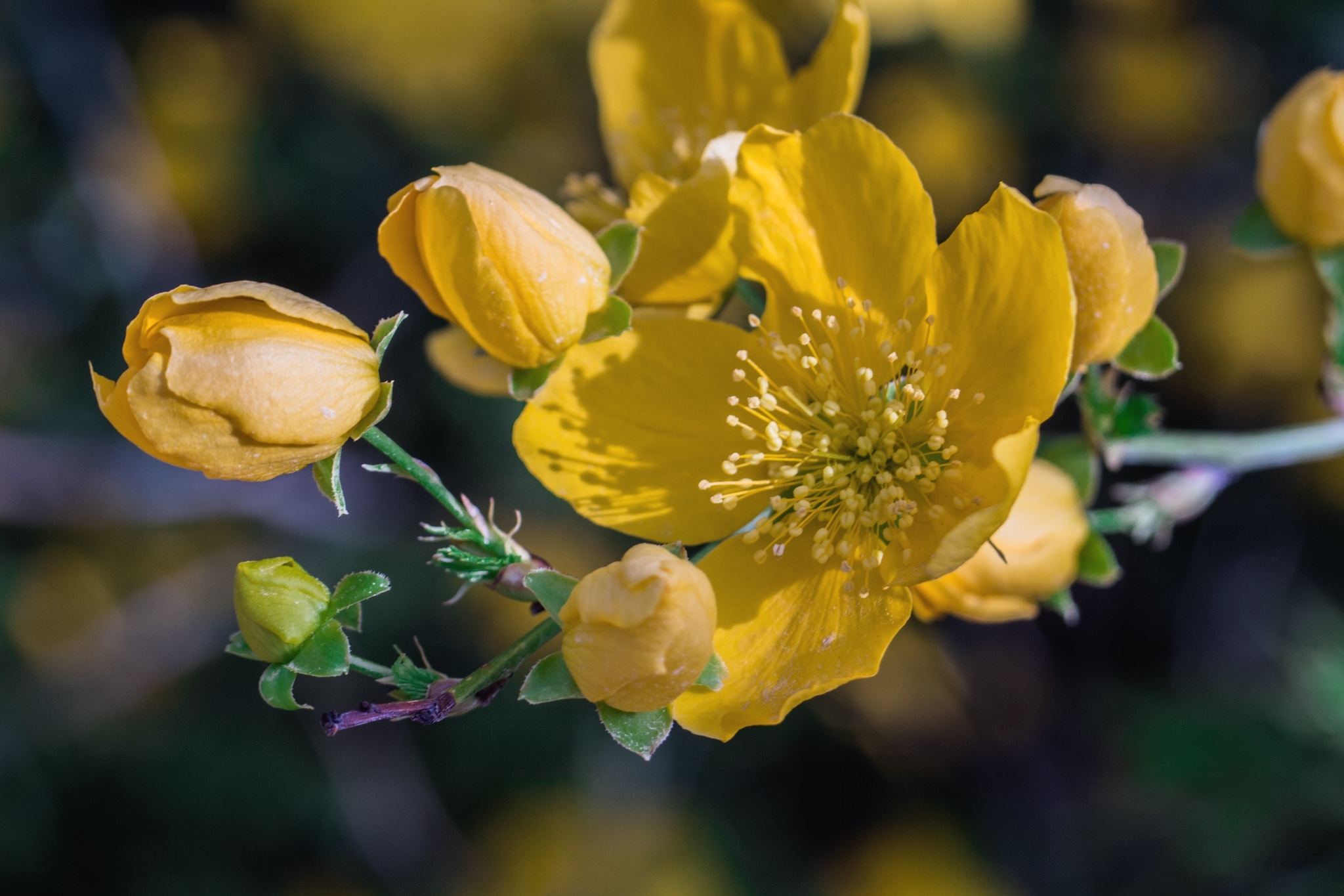 Обои цветы, цветение, макро, лепестки, весна, желтые, flowers, flowering, macro, petals, spring, yellow разрешение 2048x1365 Загрузить