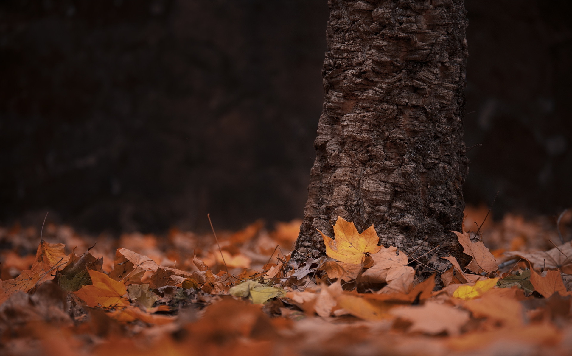 Обои дерево, листья, осень, tree, leaves, autumn разрешение 1920x1195 Загрузить