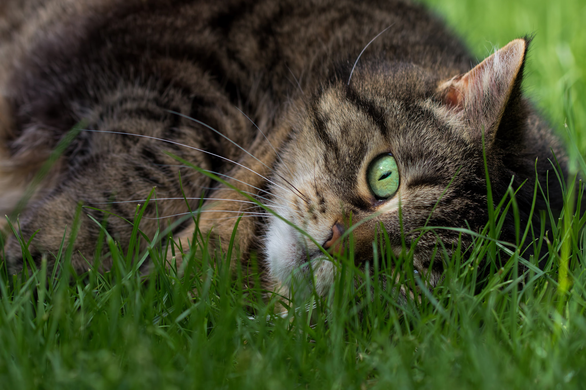 Обои трава, кот, мордочка, кошка, взгляд, зеленые глаза, полосатый, grass, cat, muzzle, look, green eyes, striped разрешение 2048x1365 Загрузить