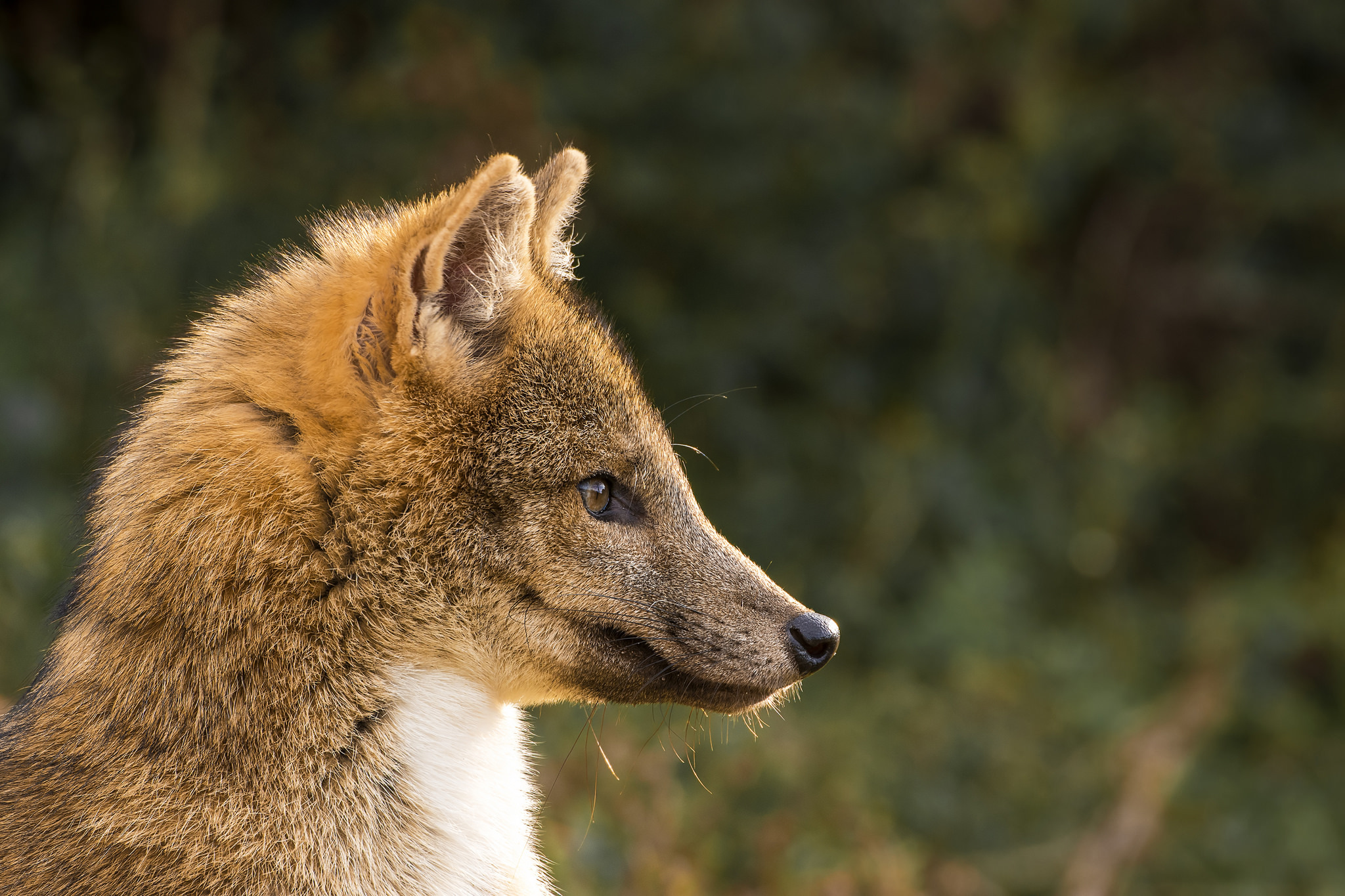 Лиса взгляд. Fox face.