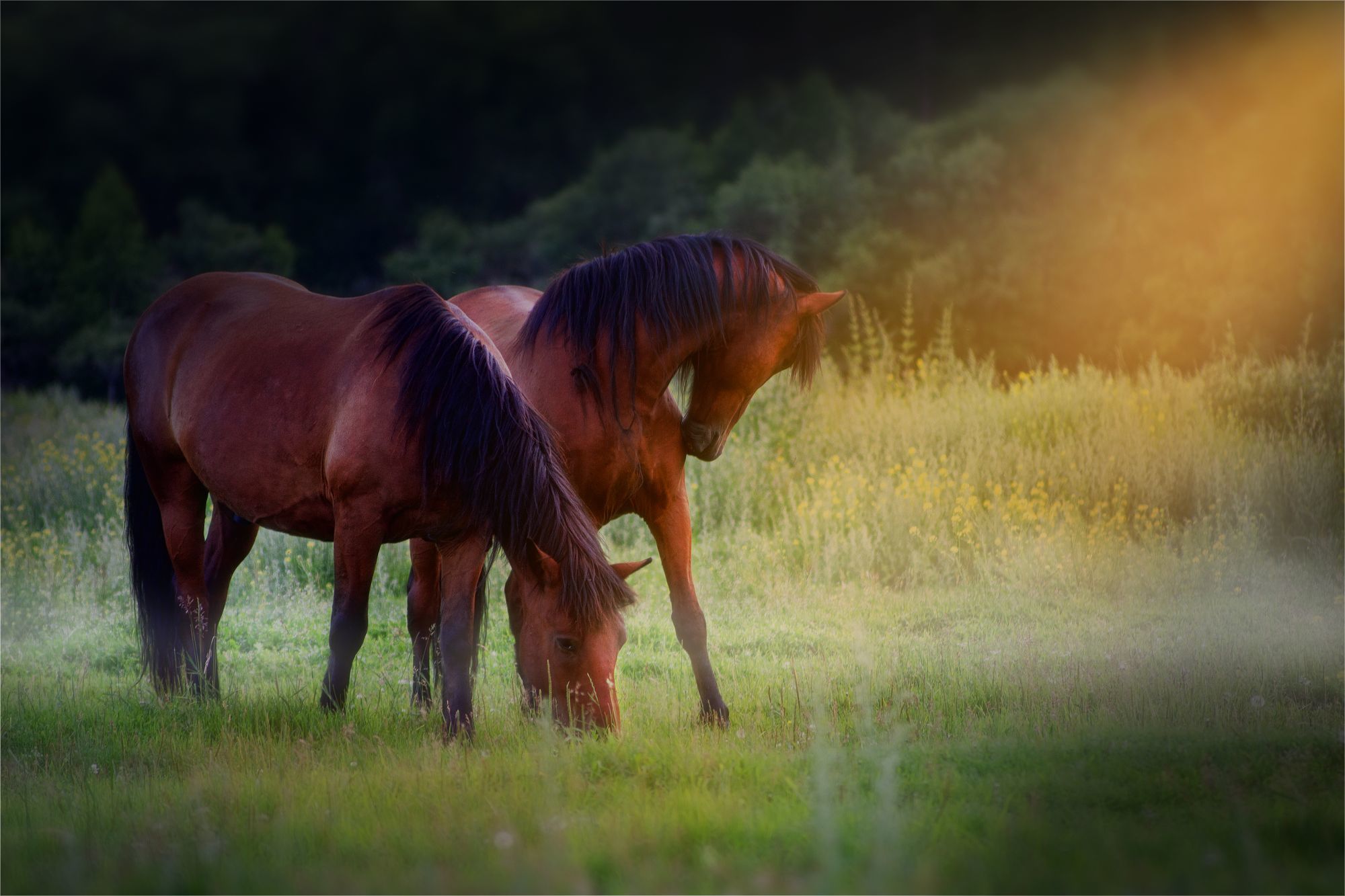 Обои лучи, лошади, коричневые, пасутся, на лугу, rays, horse, brown, grazing, in the meadow разрешение 2000x1333 Загрузить