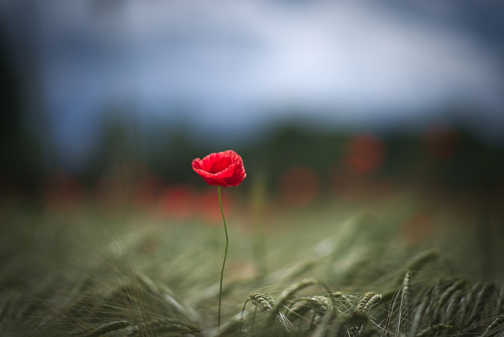 1 flower. Нежный одинокий цветок. Красивый одинокий цветок. Один цветок. Цветок одиночества.