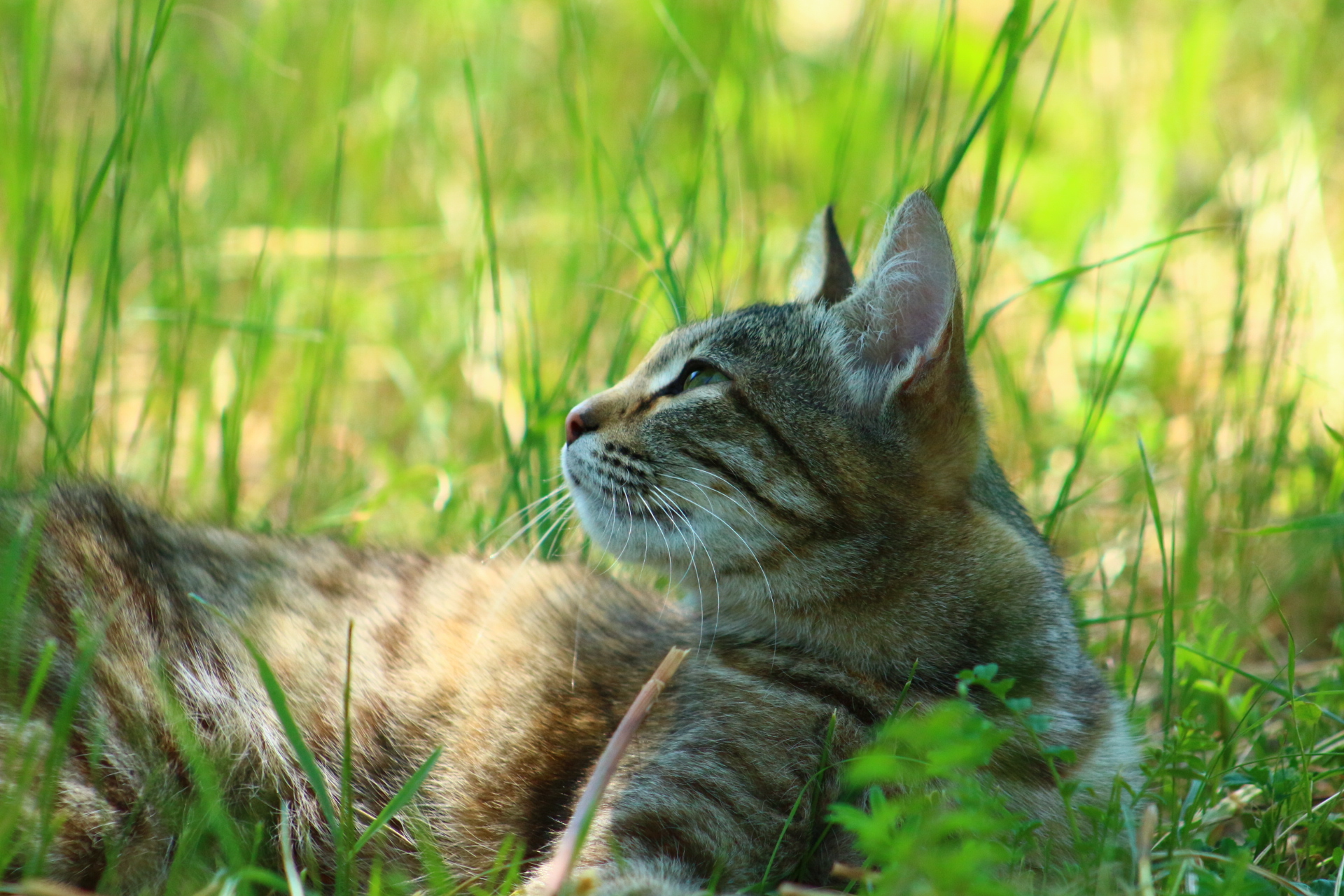 Обои трава, кошка, взгляд, grass, cat, look разрешение 1920x1280 Загрузить