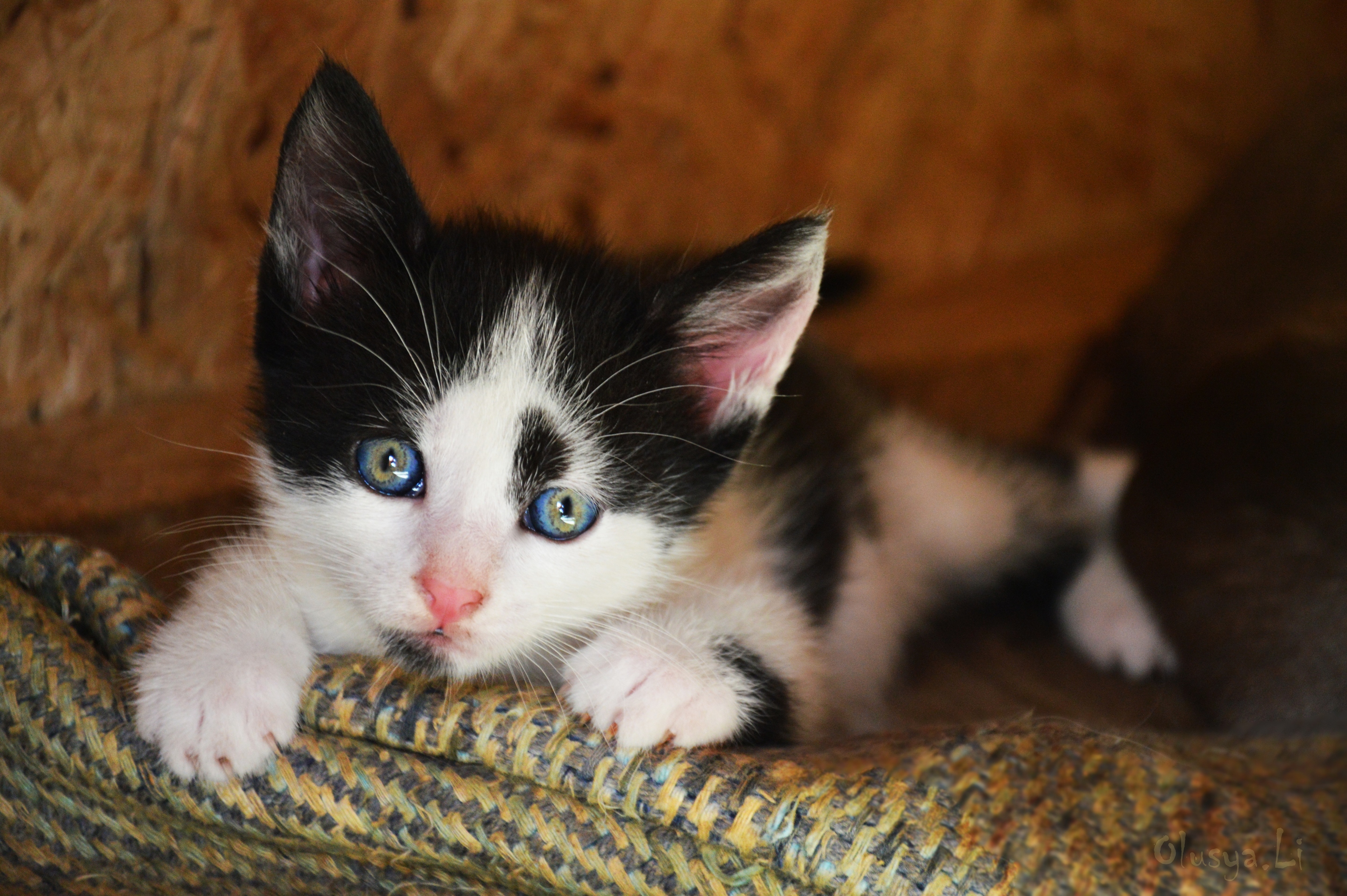 Обои кот, кошка, котенок, киска, чёрно-белый, пушистик, cat, kitty, pussy, black and white разрешение 2880x1915 Загрузить