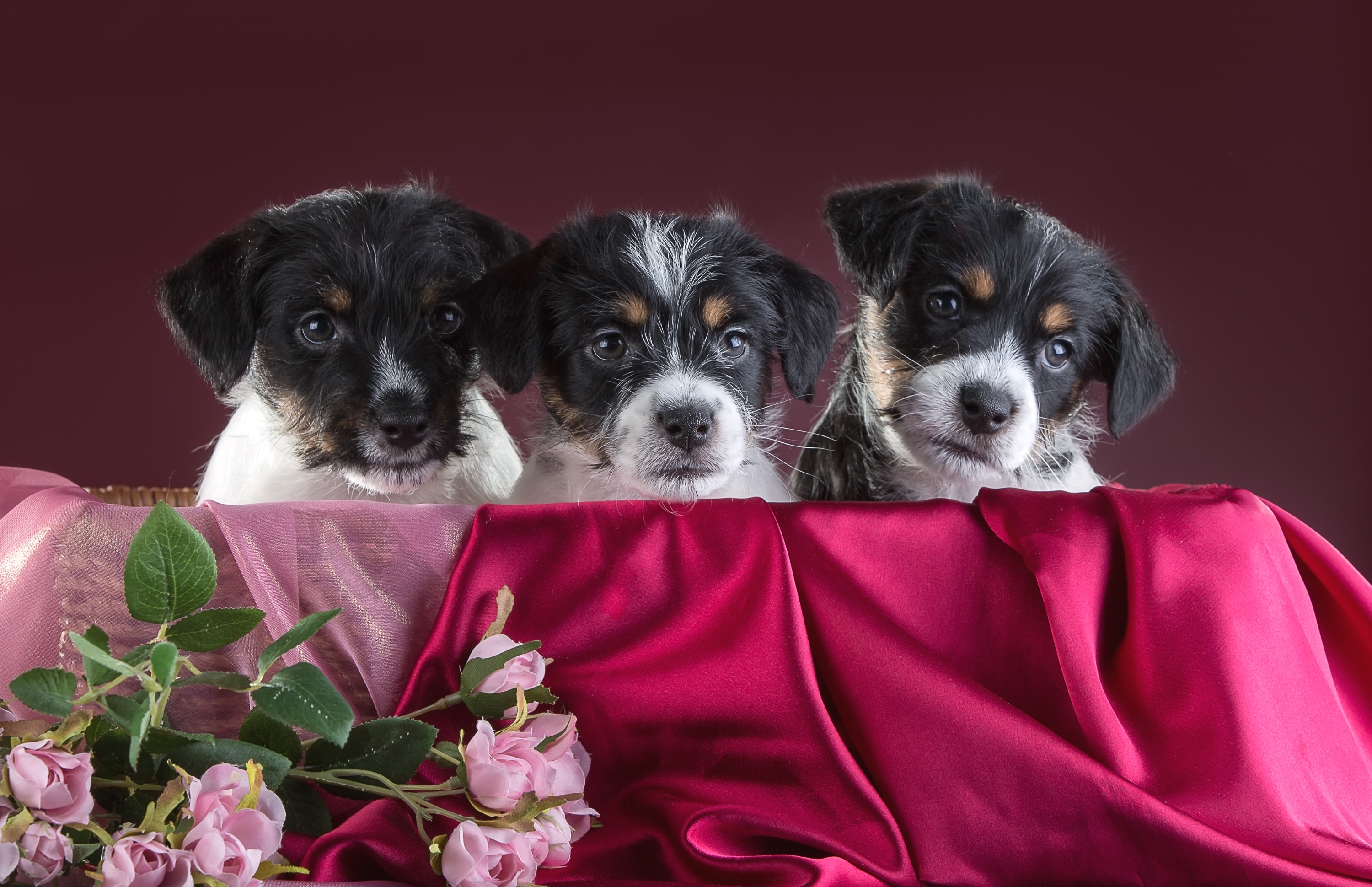 Обои розы, щенки, трио, джек-рассел-терьер, roses, puppies, trio, jack russell terrier разрешение 3000x1939 Загрузить