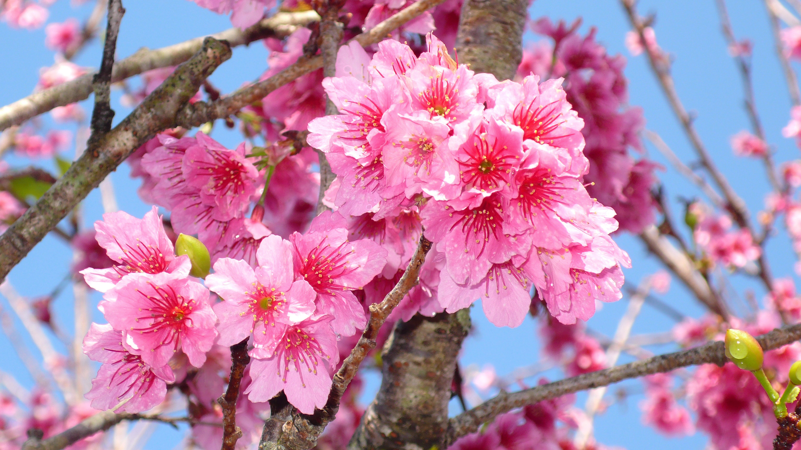 Сакура хорошее качество. Цветение Сакуры. Сакура цветение растения. Цветение розовой Сакуры. Рододендрон Даурский.