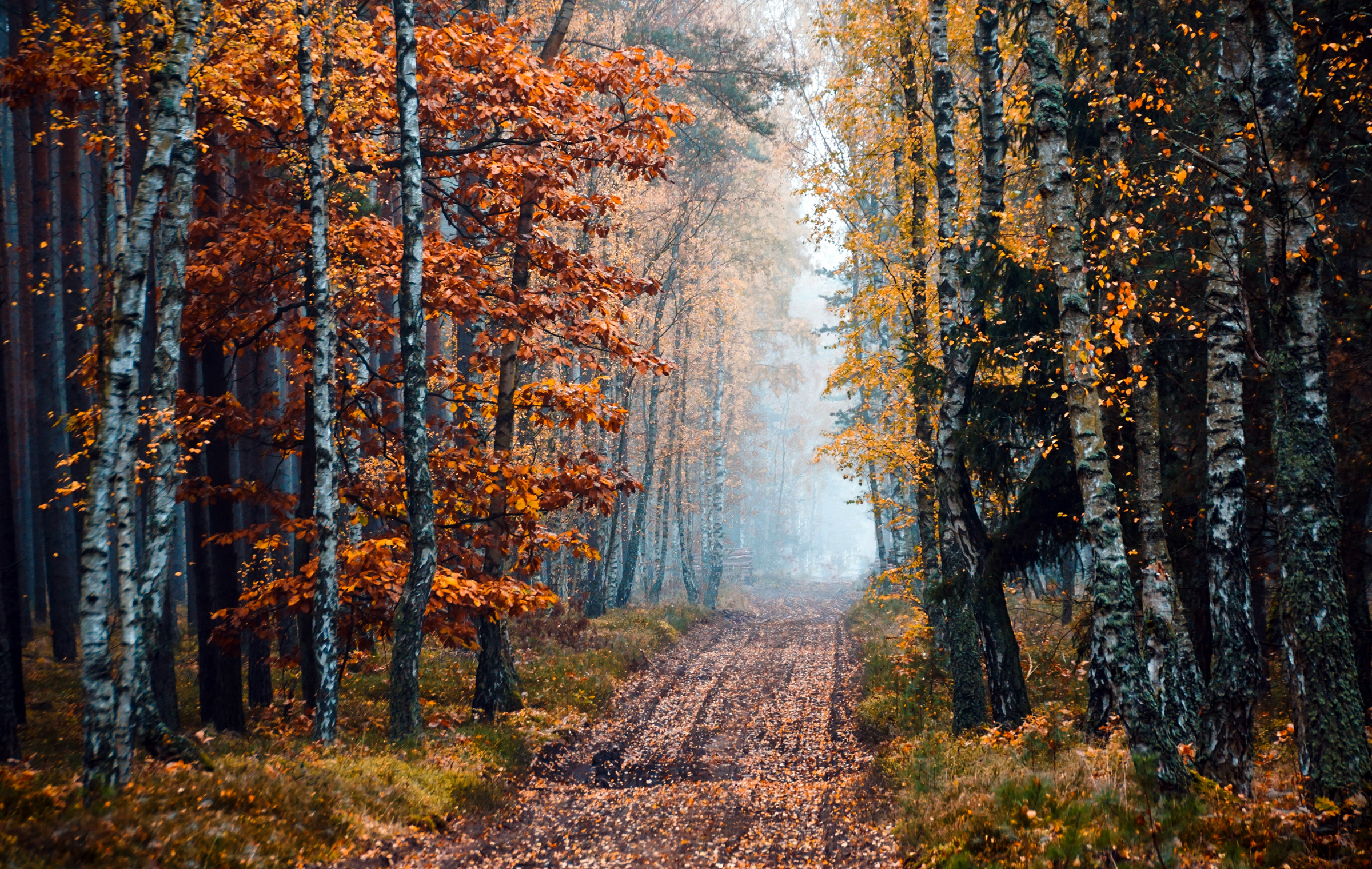 Обои дорога, деревья, природа, лес, осень, береза, road, trees, nature, forest, autumn, birch разрешение 2400x1520 Загрузить
