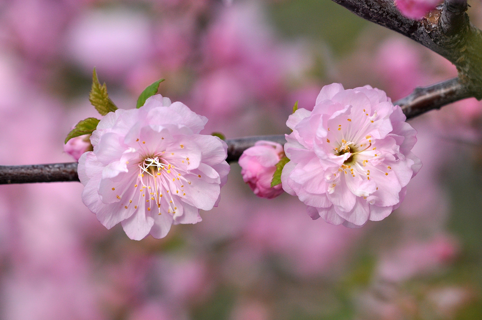 Обои ветка, макро, розовый, вишня, сакура, branch, macro, pink, cherry, sakura разрешение 2048x1360 Загрузить