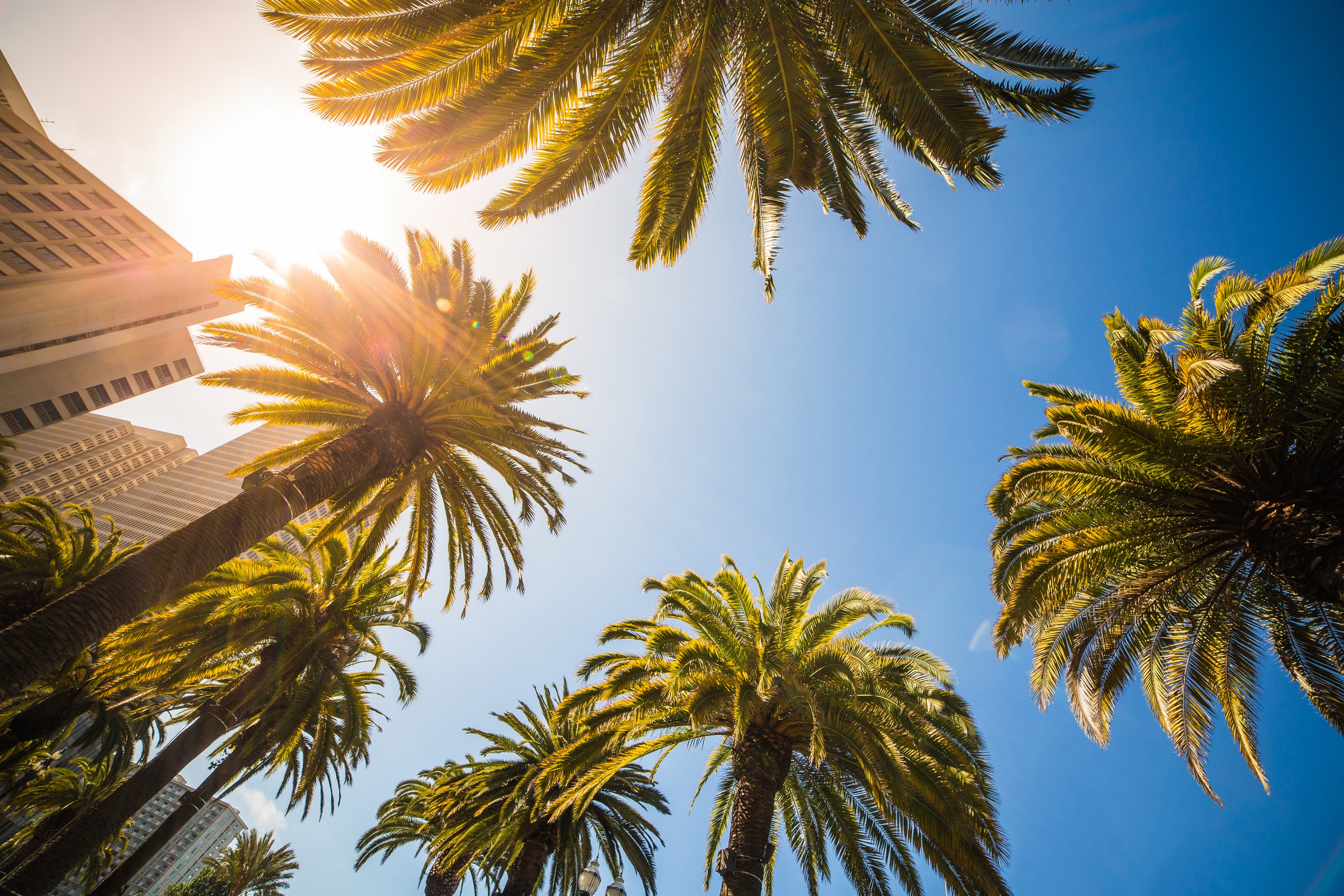 Обои небо, солнце, листья, пальмы, здания, the sky, the sun, leaves, palm trees, building разрешение 2880x1920 Загрузить